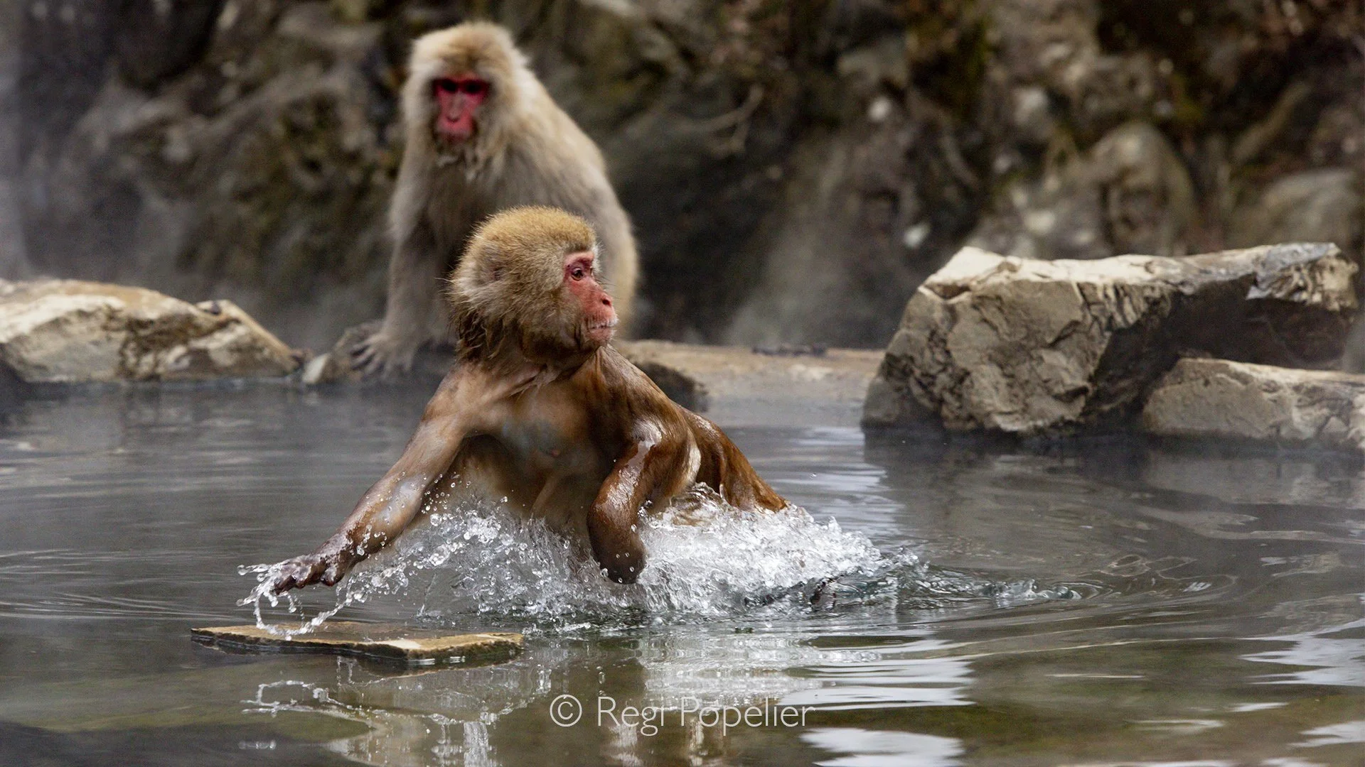 JAP008 - Quickly fleeing as a dominant male approaches to claim his place.