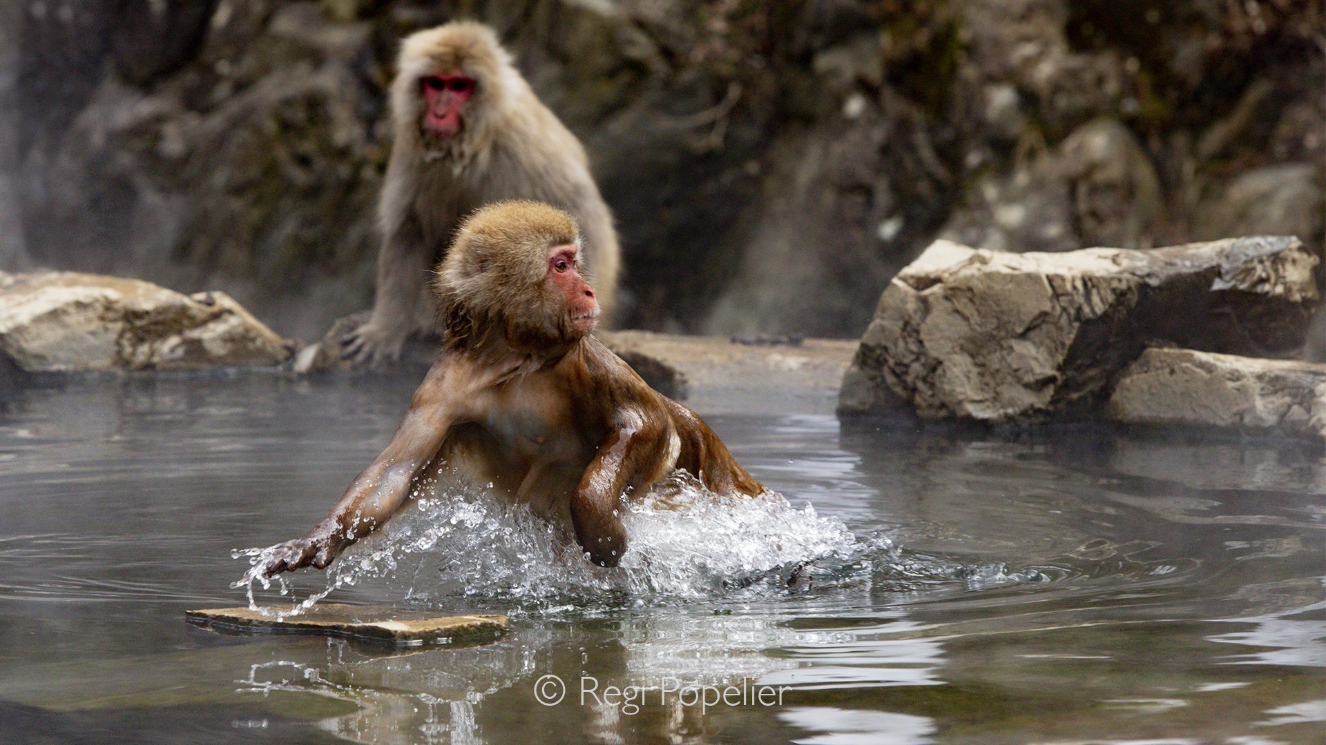 JAP008 - Quickly fleeing as a dominant male approaches to claim his place.