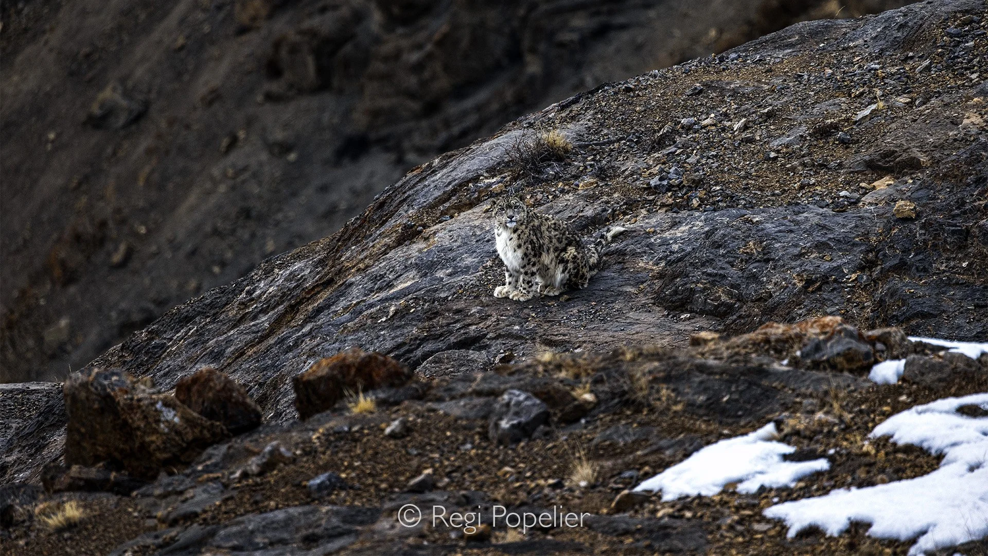 HIMA048 - Blending in while posing