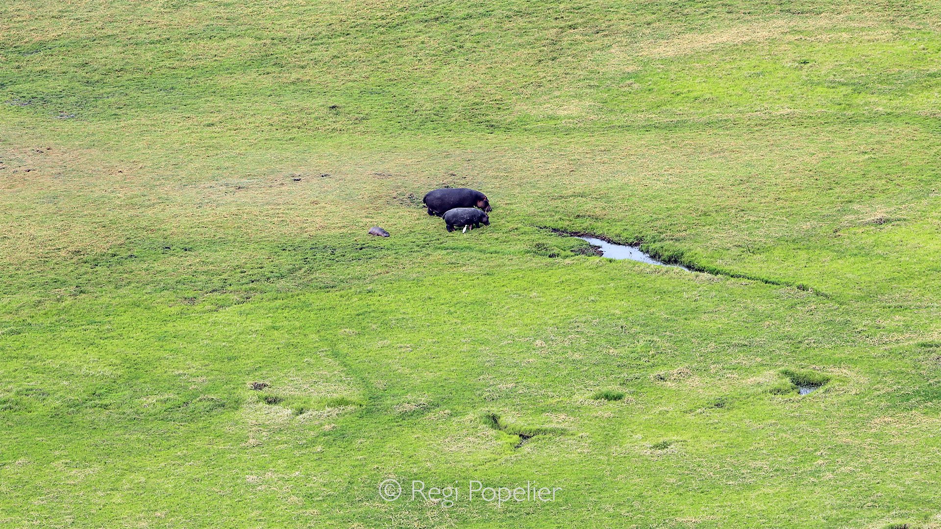 ZAMBIA038 - Aerial photography at the plains of Kafue NP.