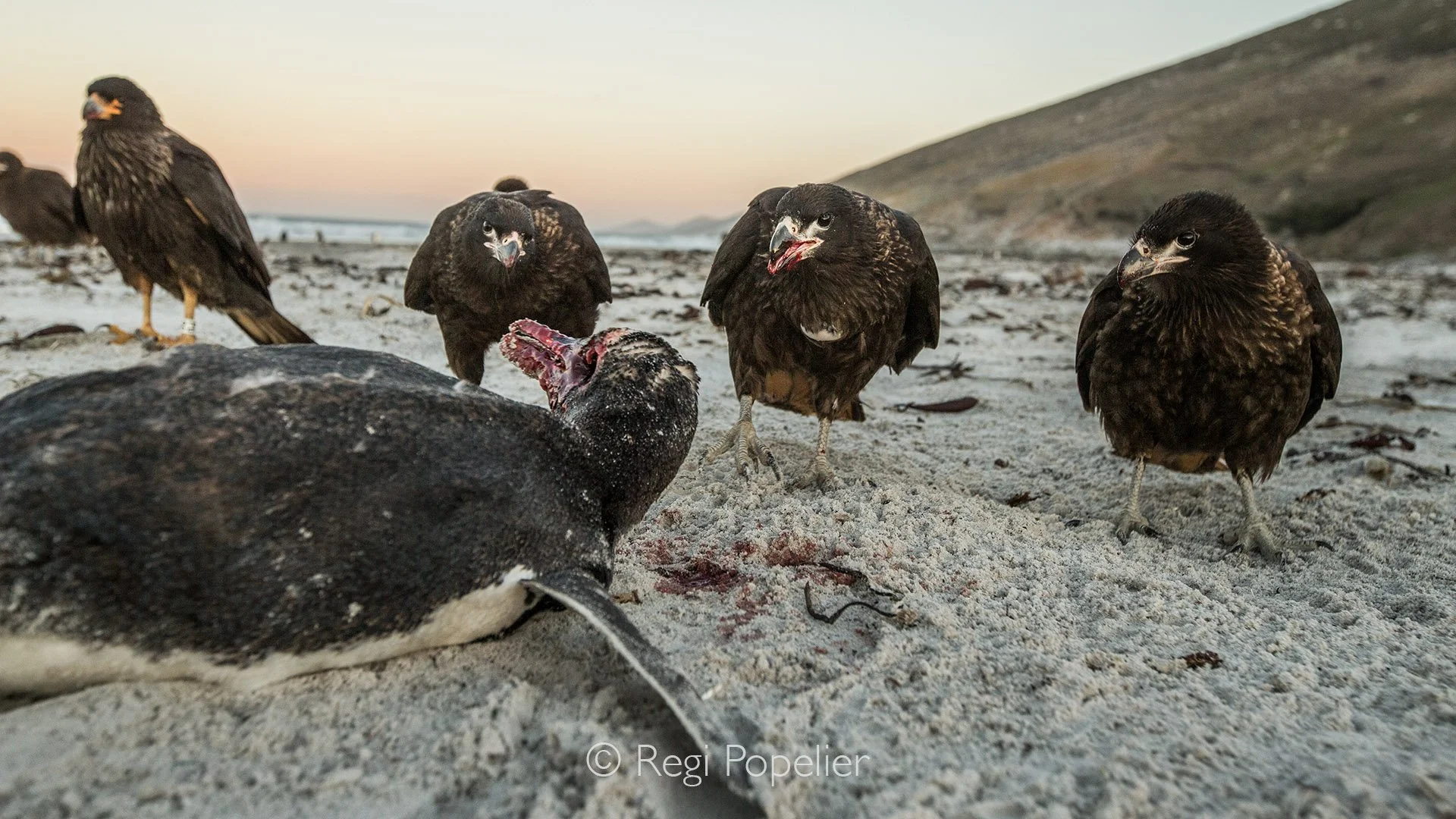 FAL023 -  Striated Caracara awatching and waiting the perfect moment to finish their prey , in this case a gentoo penguin , from beginning to end took over 6 hours.painfull to document, but nature can be brutal.