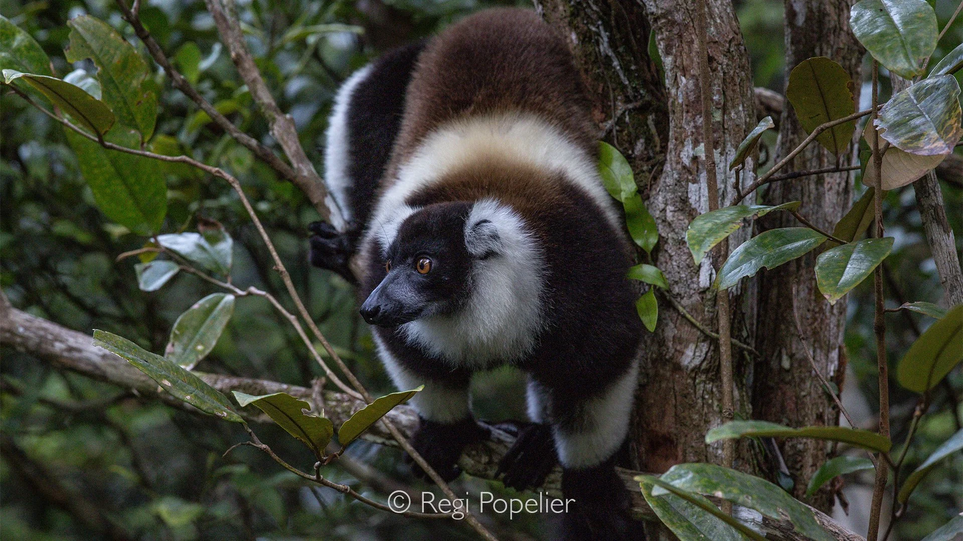 MADA044 - Black-and-white Ruffed Lemur