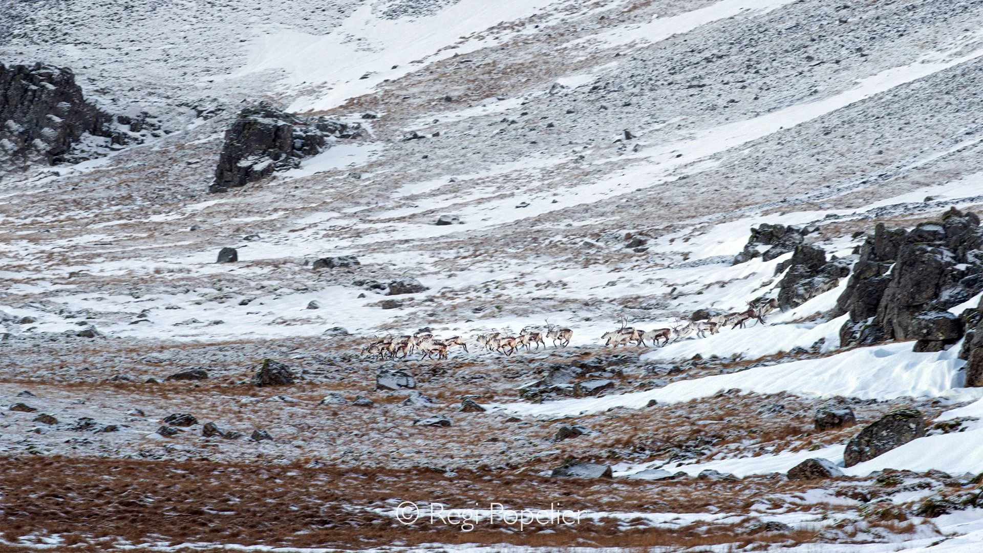 ICEL042 - Blended in this amazing landscape 