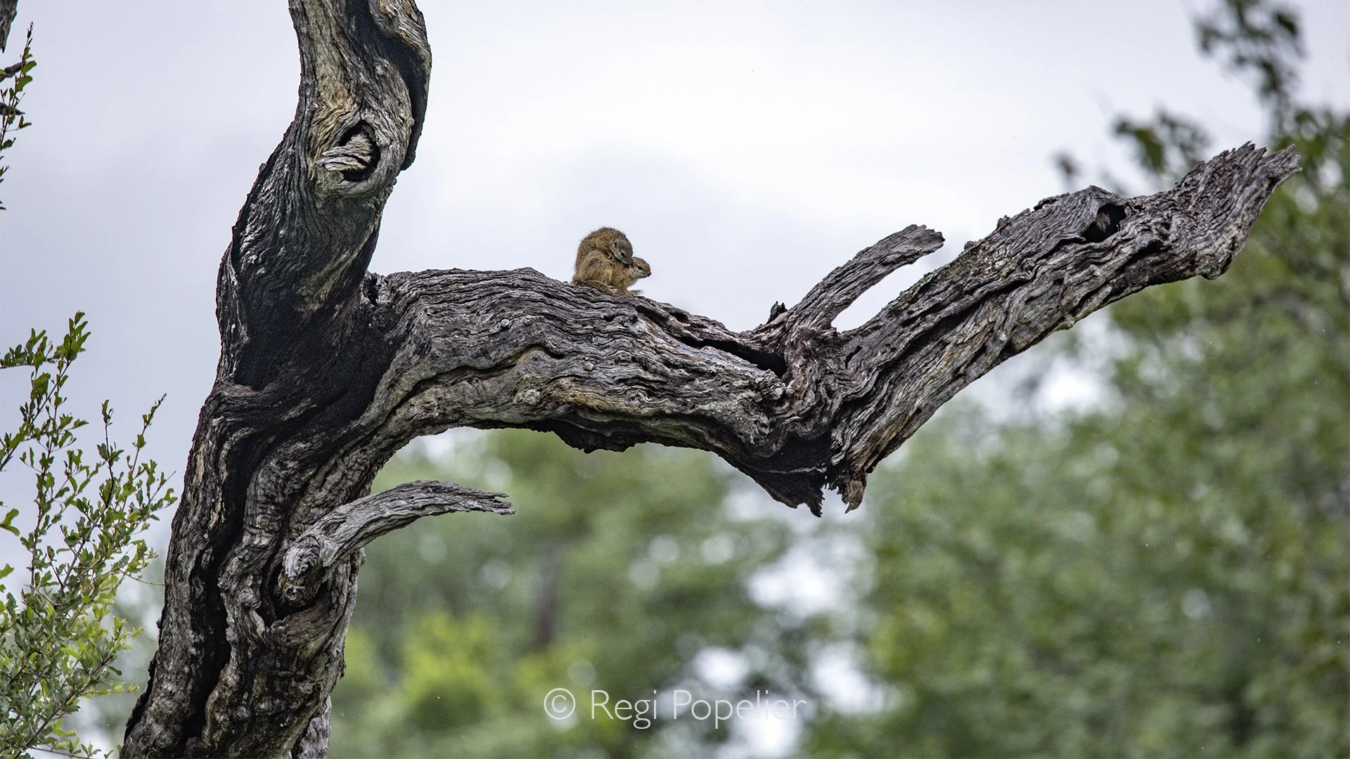 South Africa065 - High above us, a pair of squirrels mates on a sturdy tree branch, completely absorbed in their brief encounter. Suspended several metres above the ground, the scene offers a fascinating glimpse into the private life of these agile t