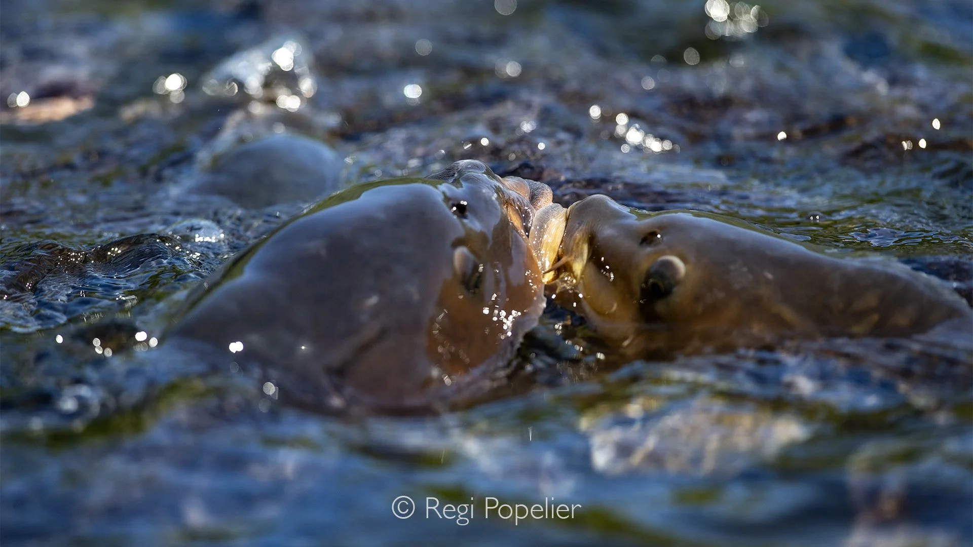JAP022 - Carps lifting their heads above the water surface, patiently waiting for food.