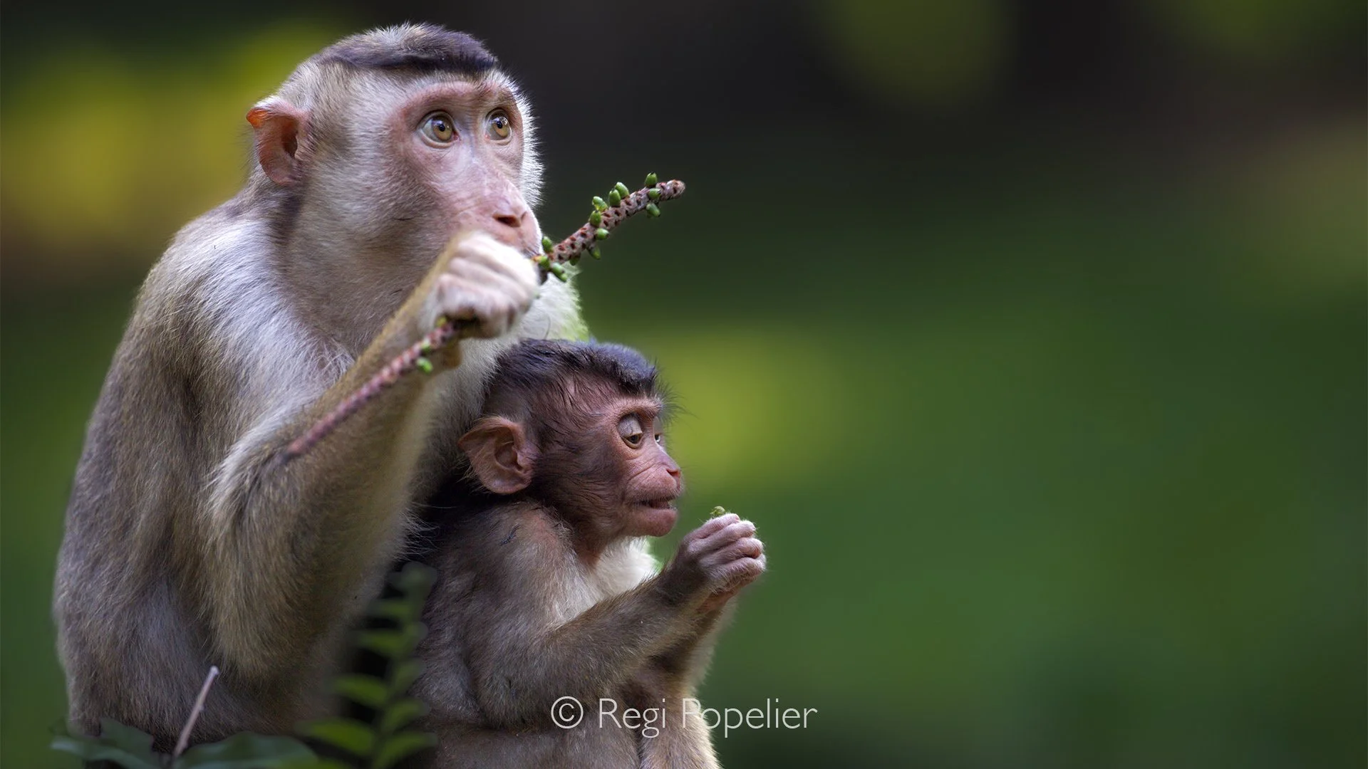 MALAS029 - Pig Tailed monkey with baby. 