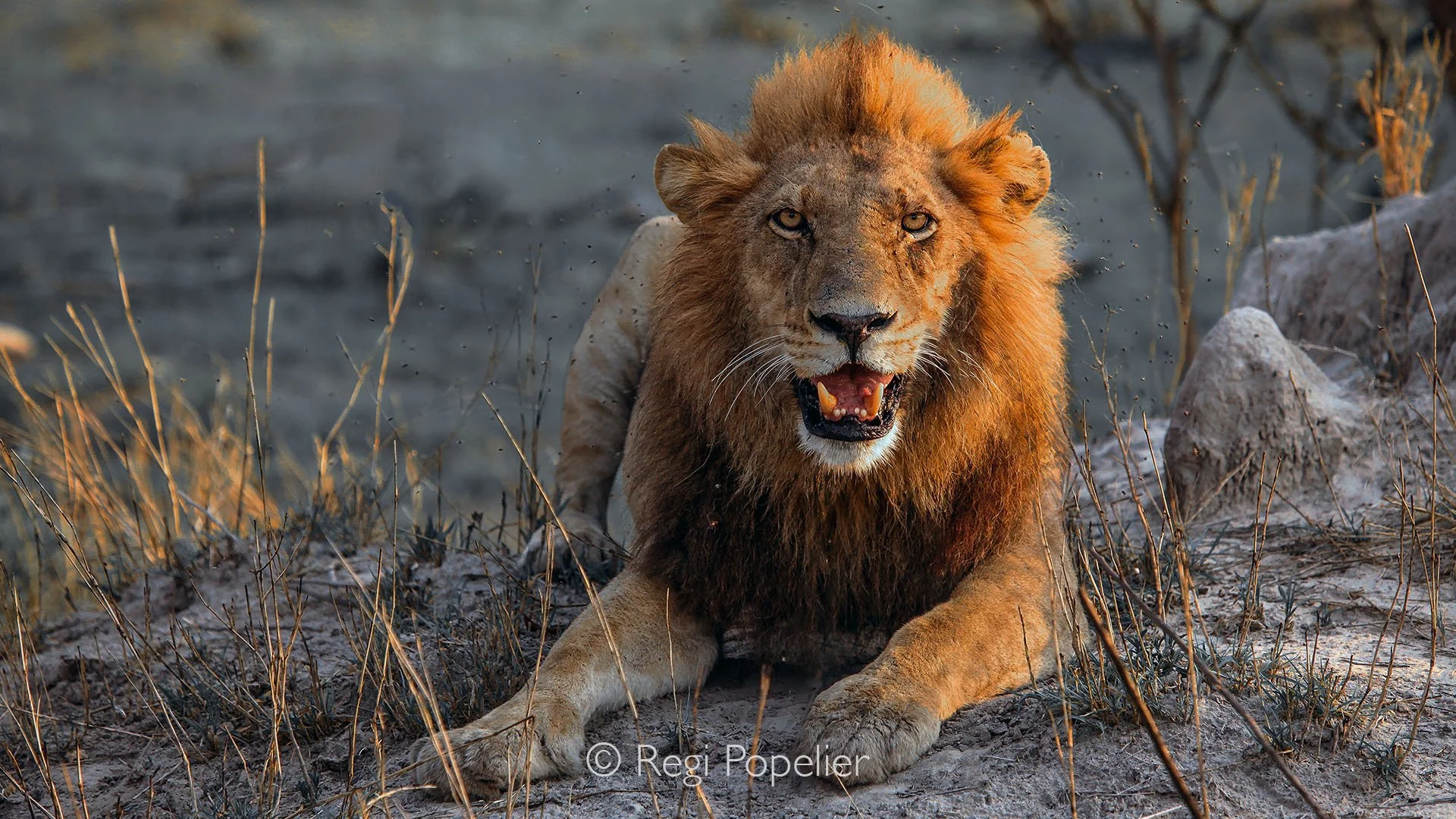 BOTS001 - A powerful male lion stands guard near his pride in Moremi, alert and ready to defend what is his.
