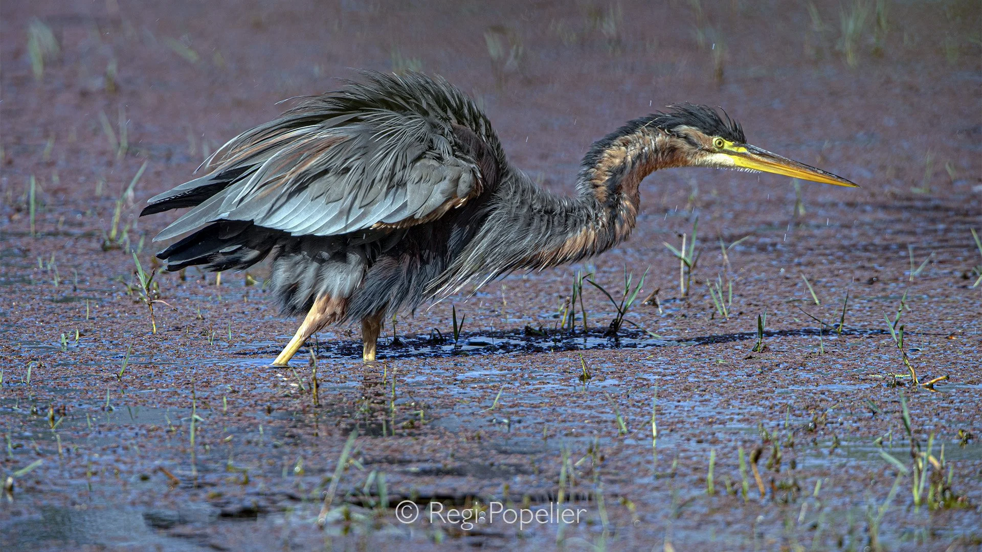 INDAI014 - Purple Heron or Ardea purpurea Linnaeus at Bharatpur.