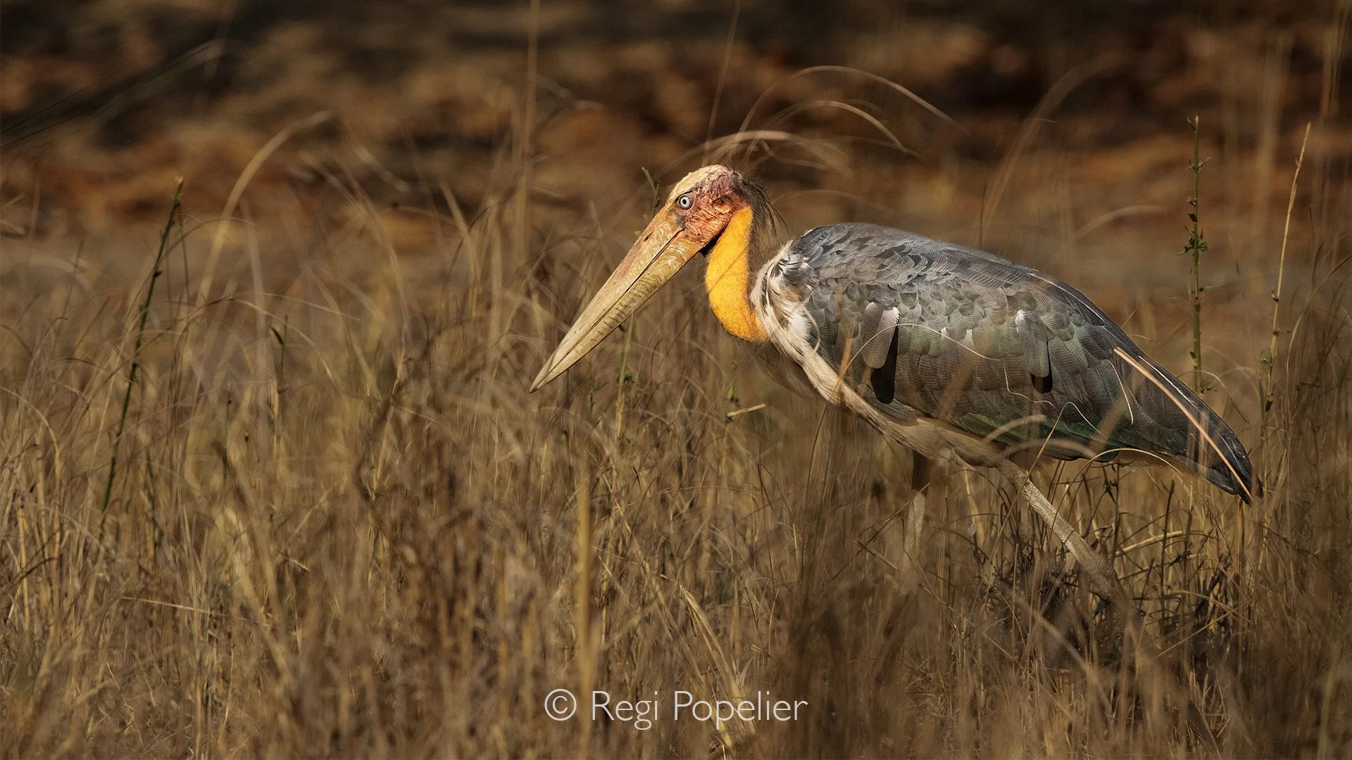 INDIA056 - Greater Adjutant Stork Guwahati, Assam. 