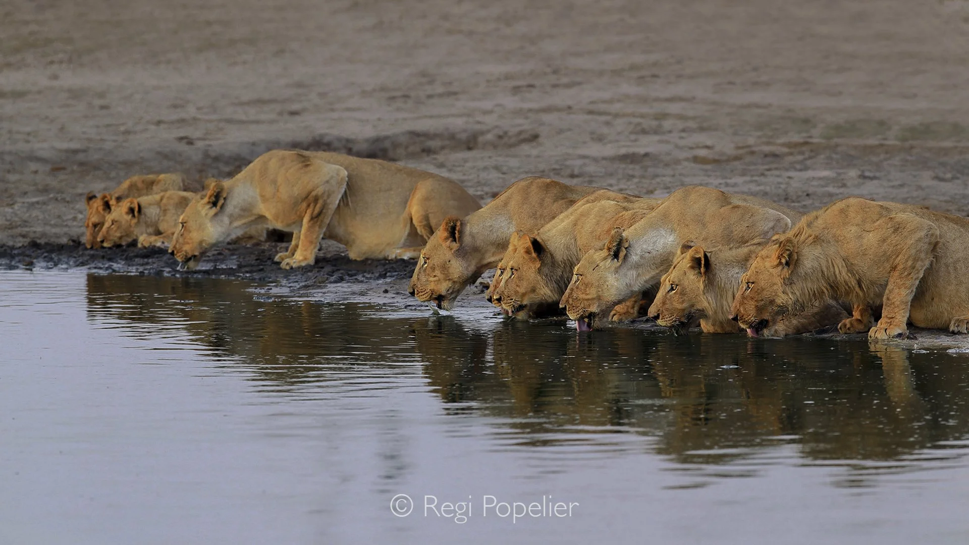 ZIM014 - Amazing sighting in Hwange NP of this group of lions at the waterhole. 