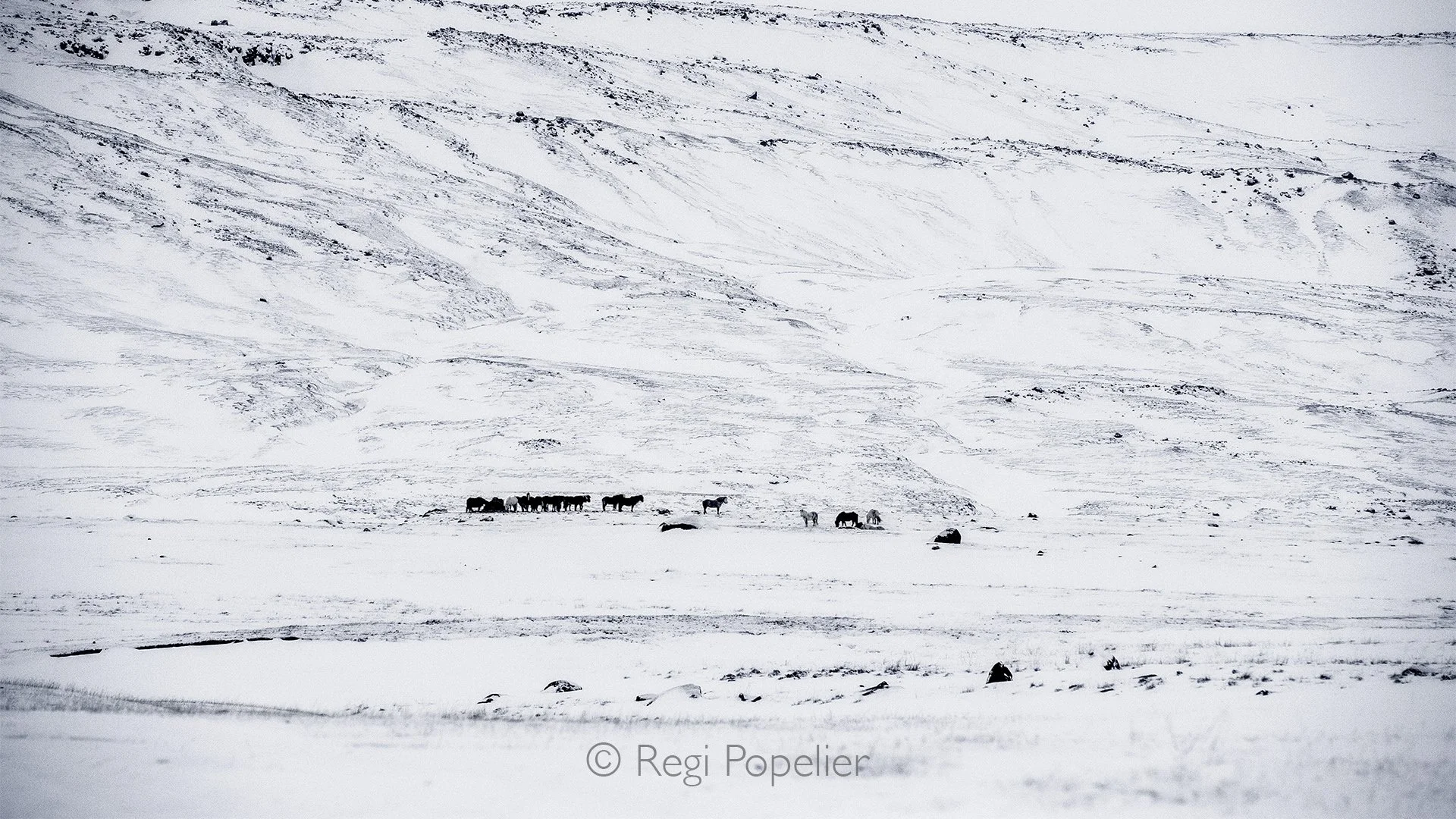 ICEL052 - Iceland horses in the valley 