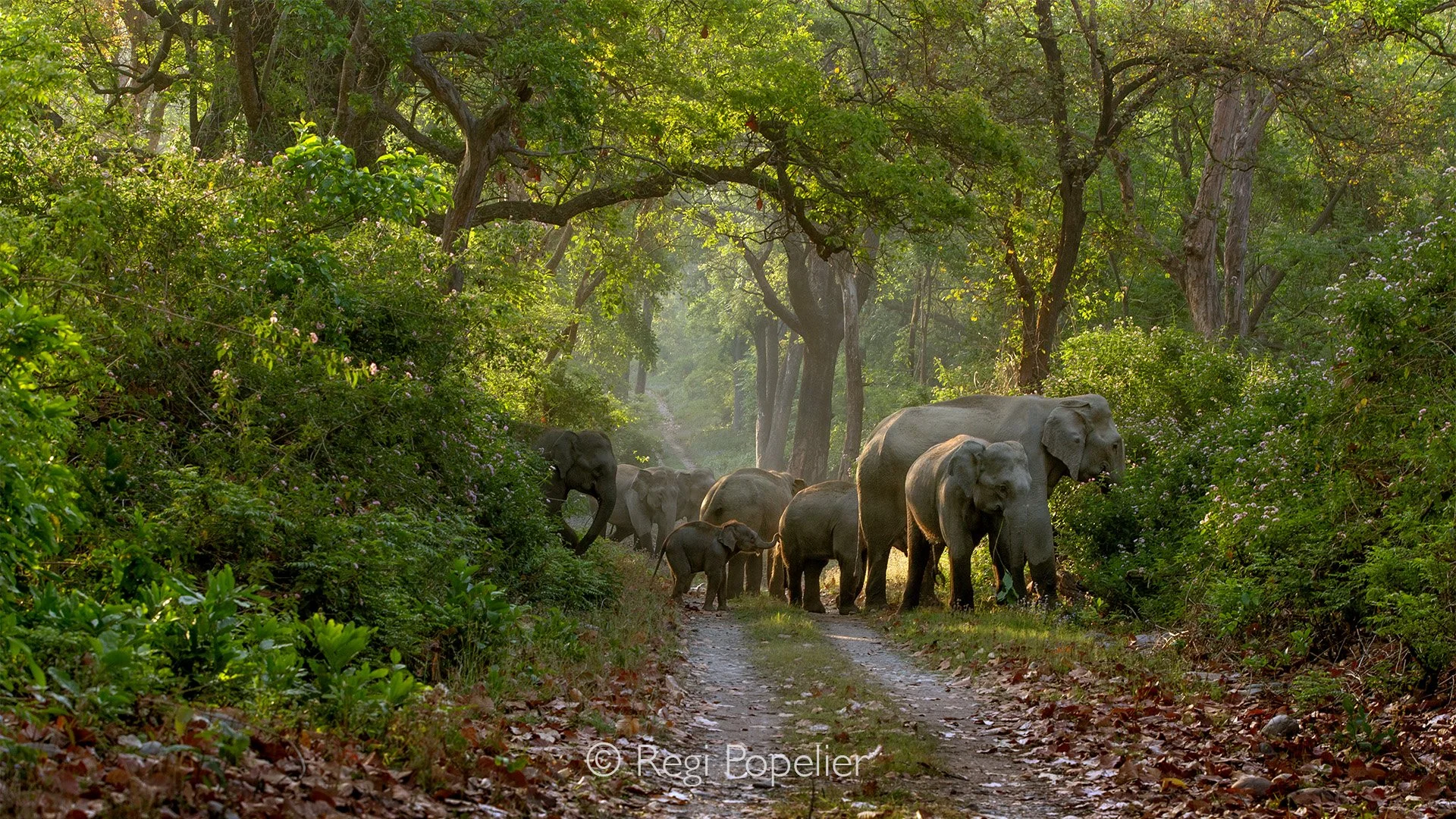 INDIA067 - Scenery in the  lush forest  of Jim Corbett NP. 
