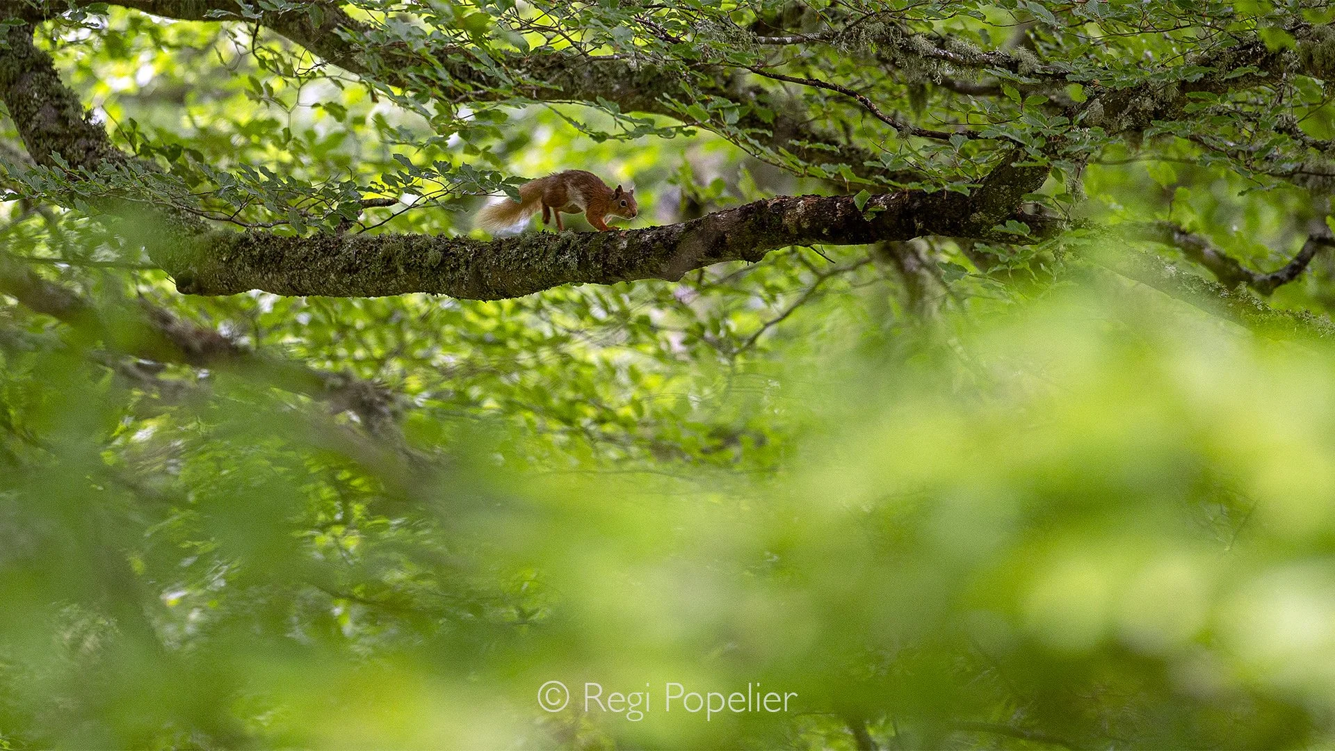 Scotland051 - High among the trees, the red squirrel pauses on a slender branch, its warm fur standing out against the woodland backdrop.