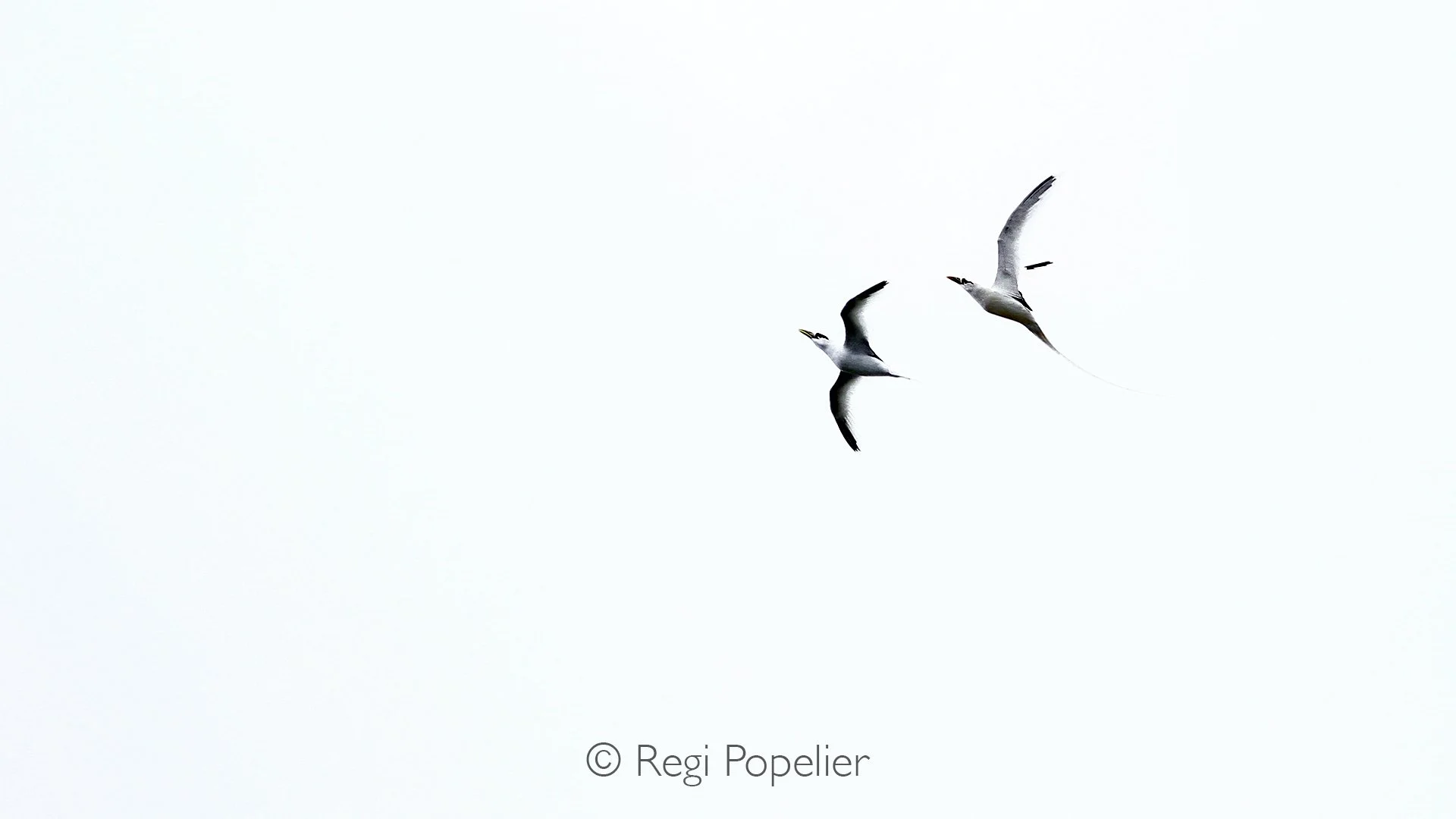 Seychelles020 -  image of White-tailed tropic bird flying over Cousin Island, Seychelles