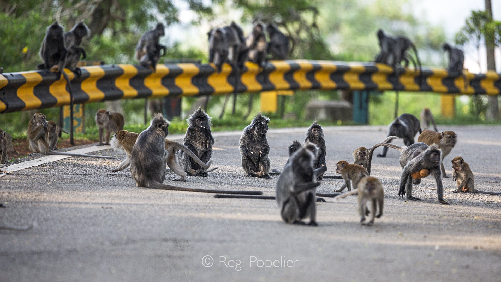 MALAS034 - Silver Leaf Monkeys at Bukit Malawati Hill in big numbers. 