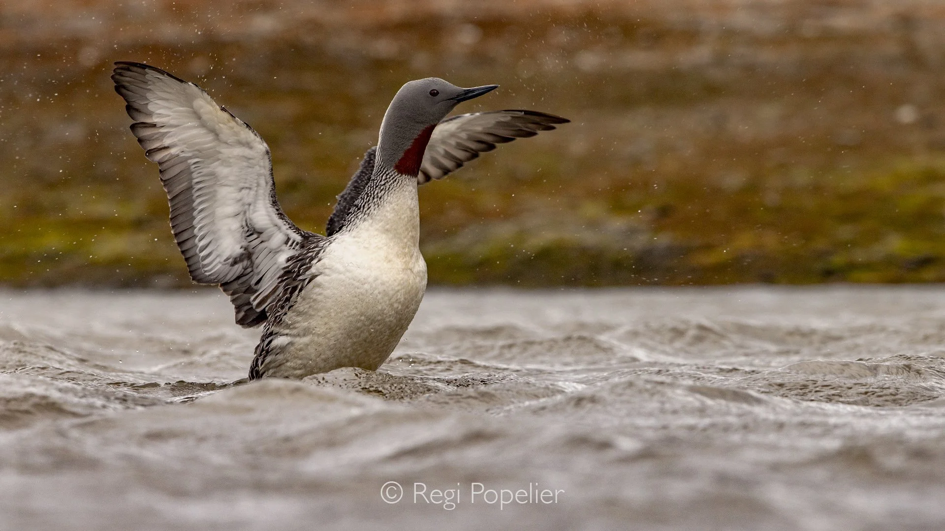 NPOLE072 - Star grebe, (Gavia stellata) at Longyearbyen.