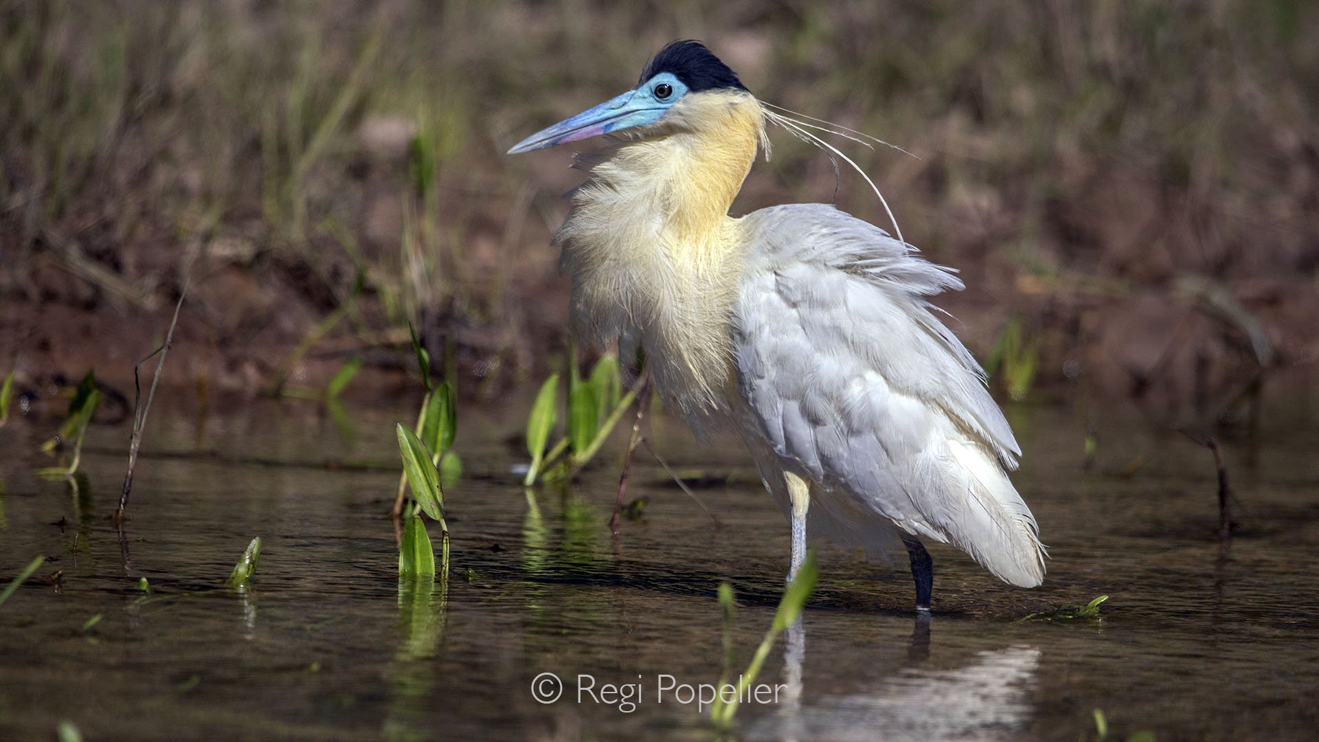 BRA012 - Stunning close-up of a Capped Heron, revealing the elegance of its pale plumage, striking features, and the subtle beauty of this tropical bird at the pantanal.