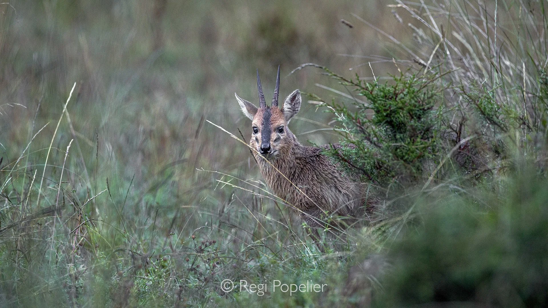 ETH018 - Menelik's bushbuck.