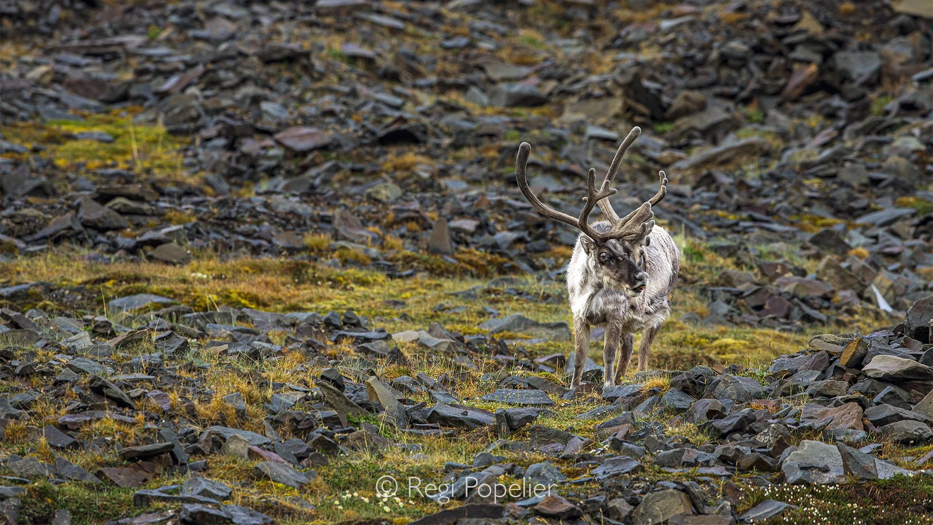 NPOLE091 - Reindeer standing peacefully on the tundra near Longyearbyen, perfectly adapted to the Arctic's harsh environment.