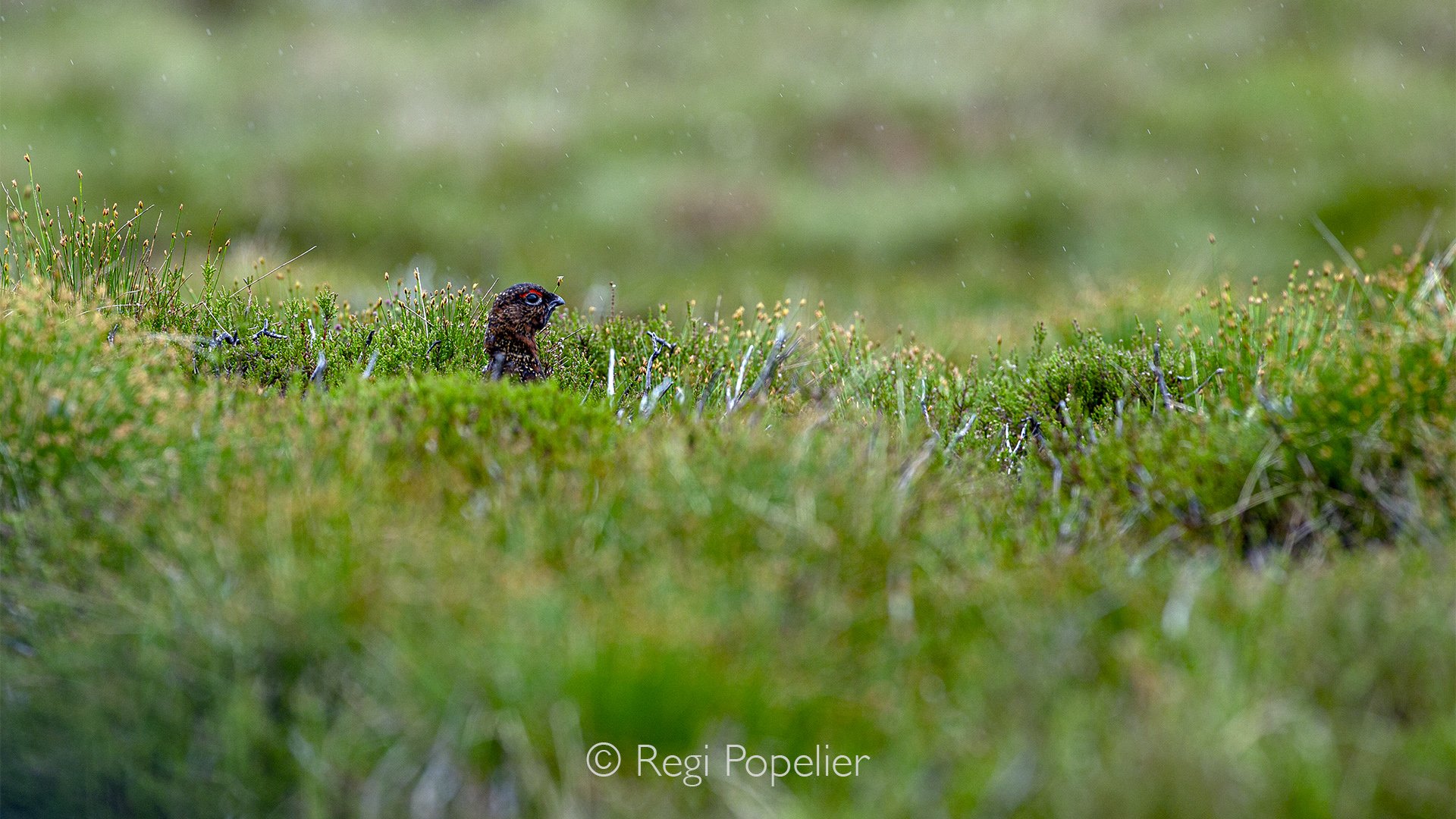 Scotland073 - Hidden among the heather and grasses, the Scottish red grouse remains alert, watching over its quiet territory.