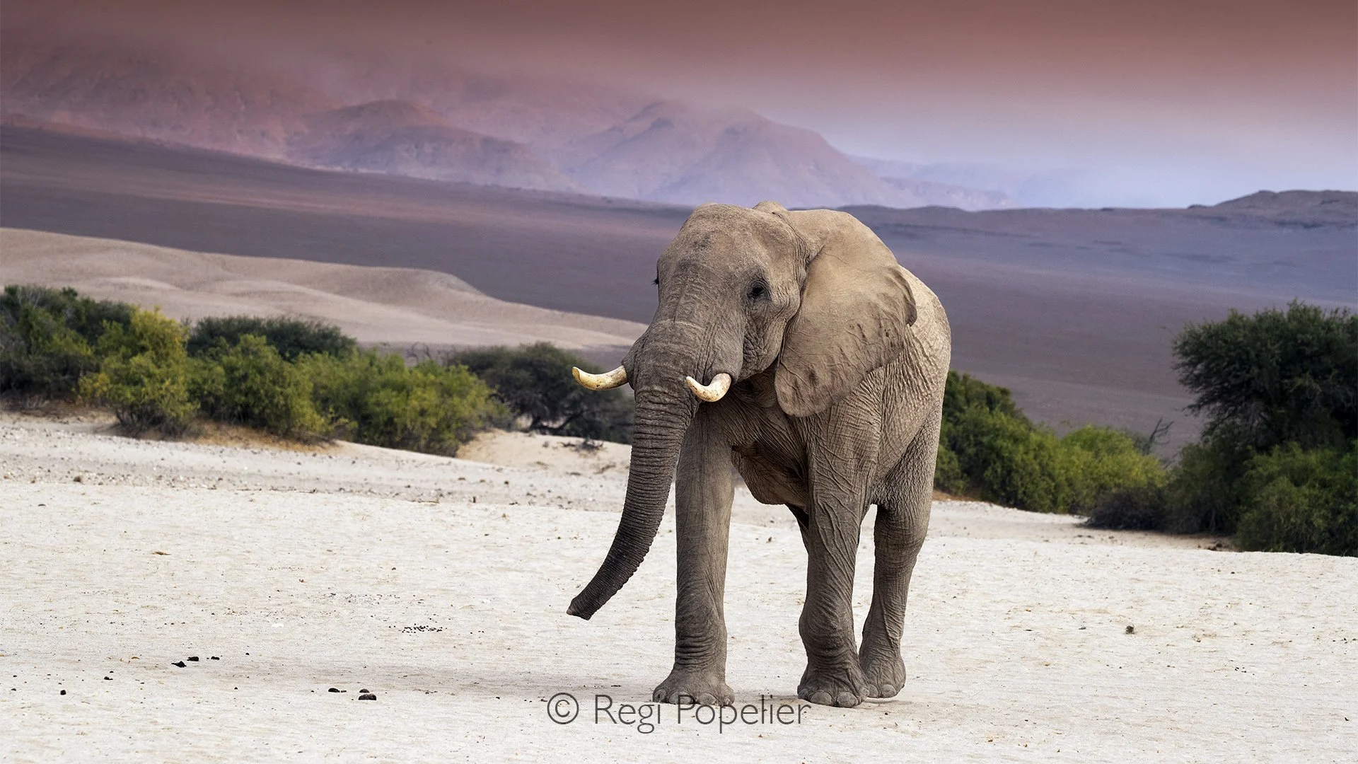 Namibia091 - This striking composition emphasizes the solitude of the bull. The contrast between the animal’s massive, textured silhouette and the sweeping, geometric lines of the distant mountain ranges highlights its position as the ultimate master