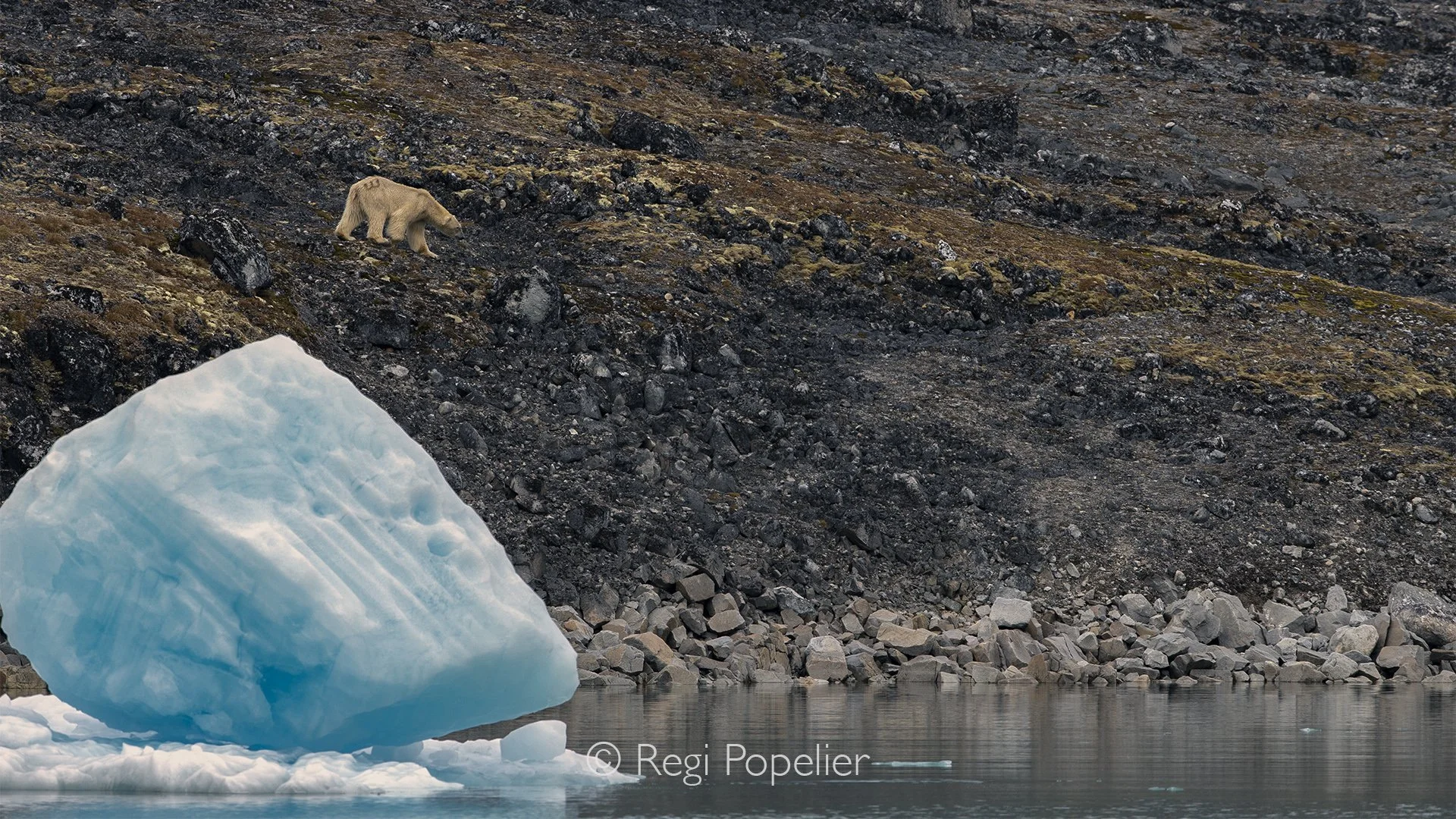 NPOLE034 - The bear and small iceberg in vivid and colored contrast.