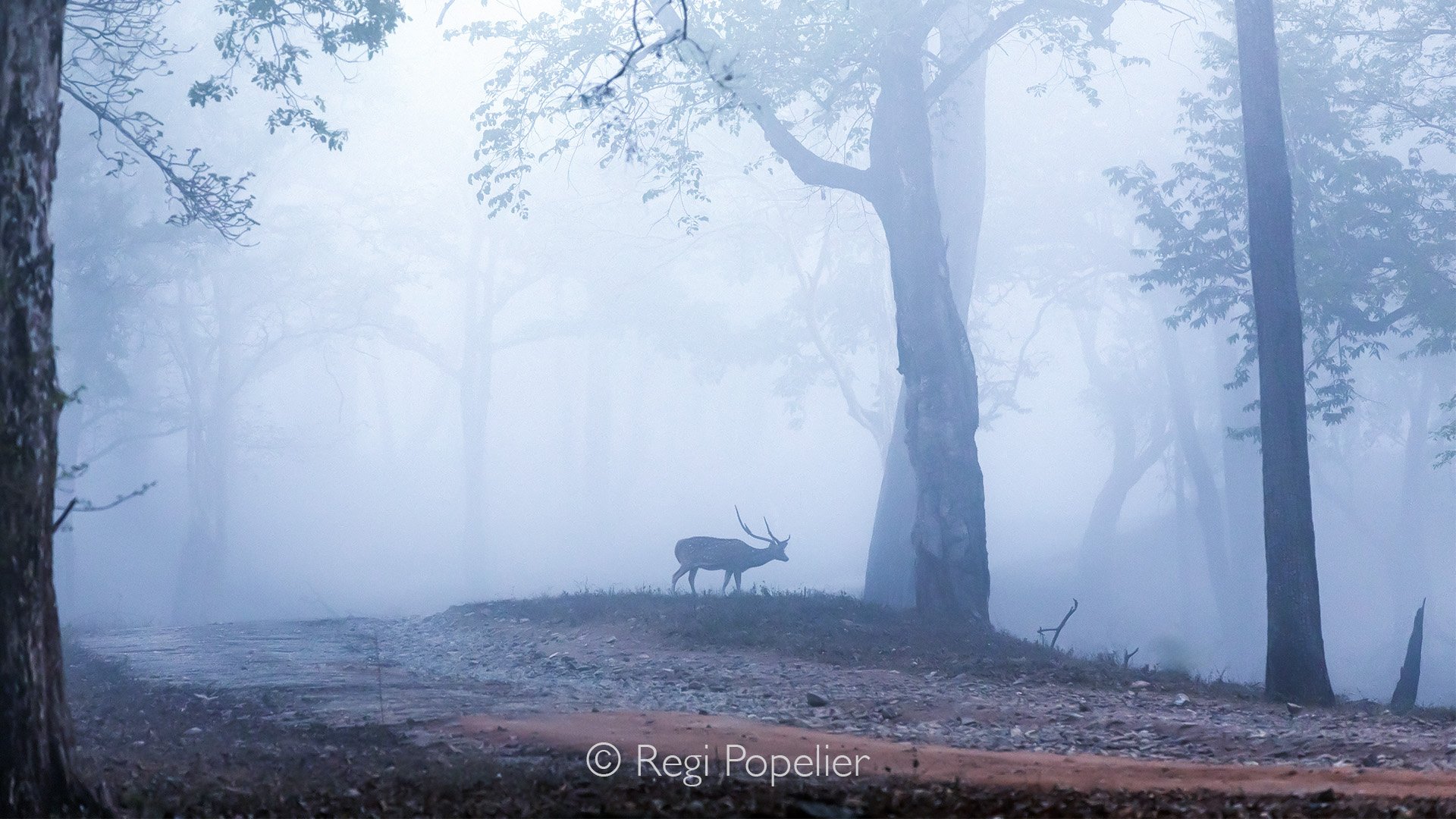 INDIA091 - Spotted deer at early morning in Kabini NP 