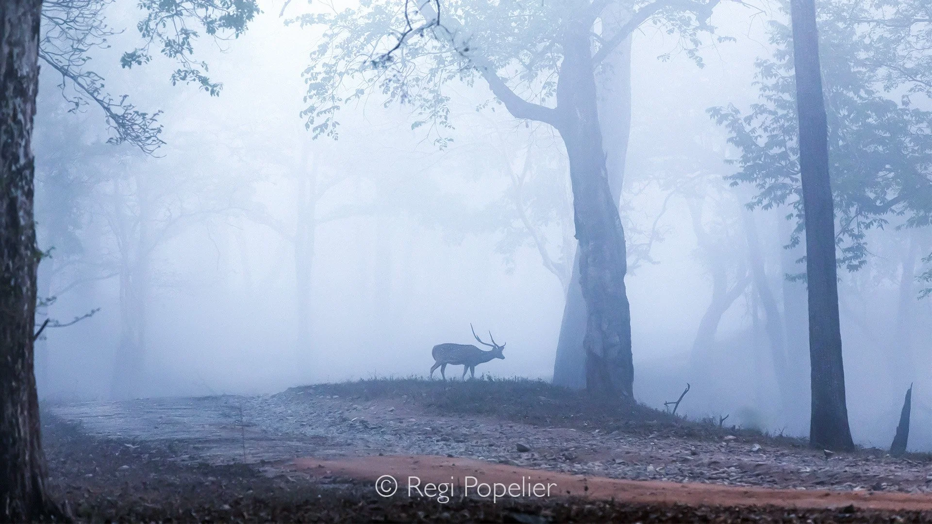 INDIA091 - Spotted deer at early morning in Kabini NP. 