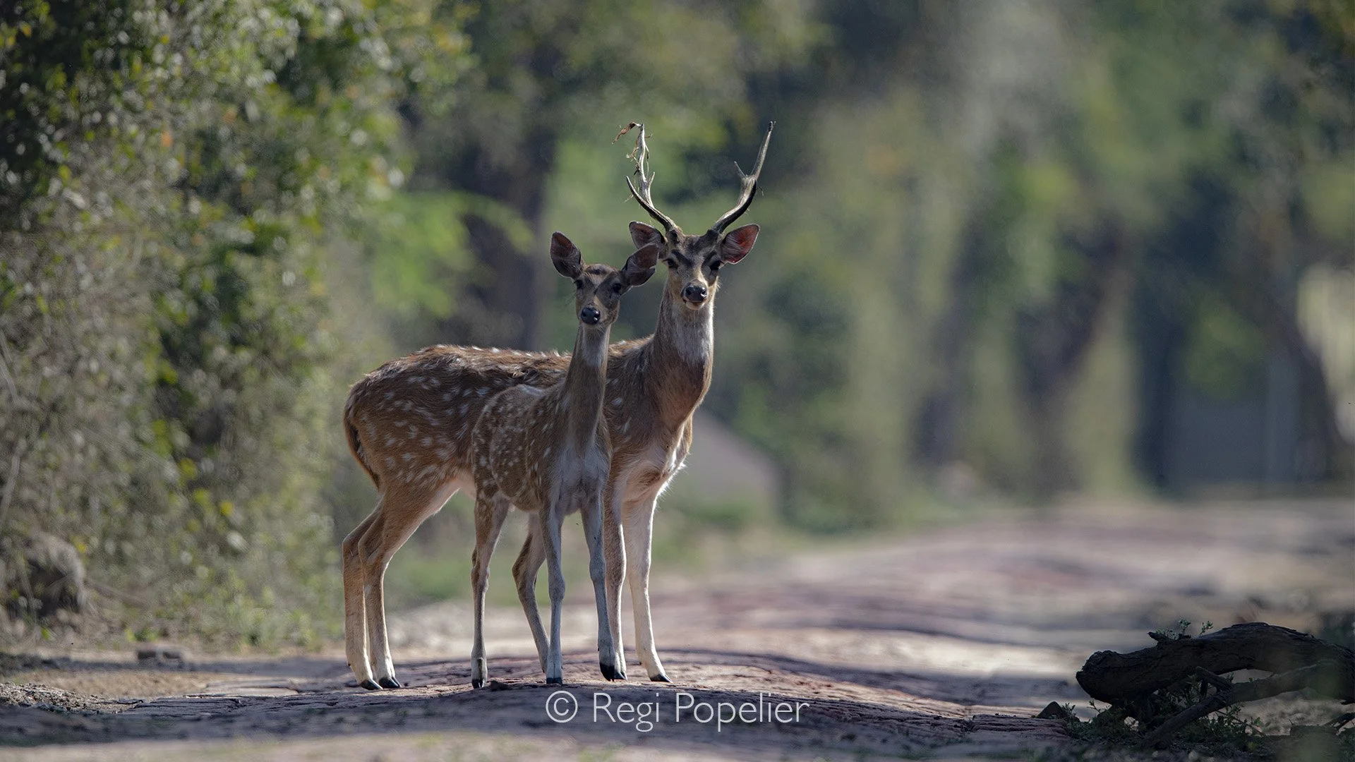 INDAI020 - Pair of deers standing in the walkway at keoladeo NP. You can also take a rickshaw ride with a local guide who will add to the experience