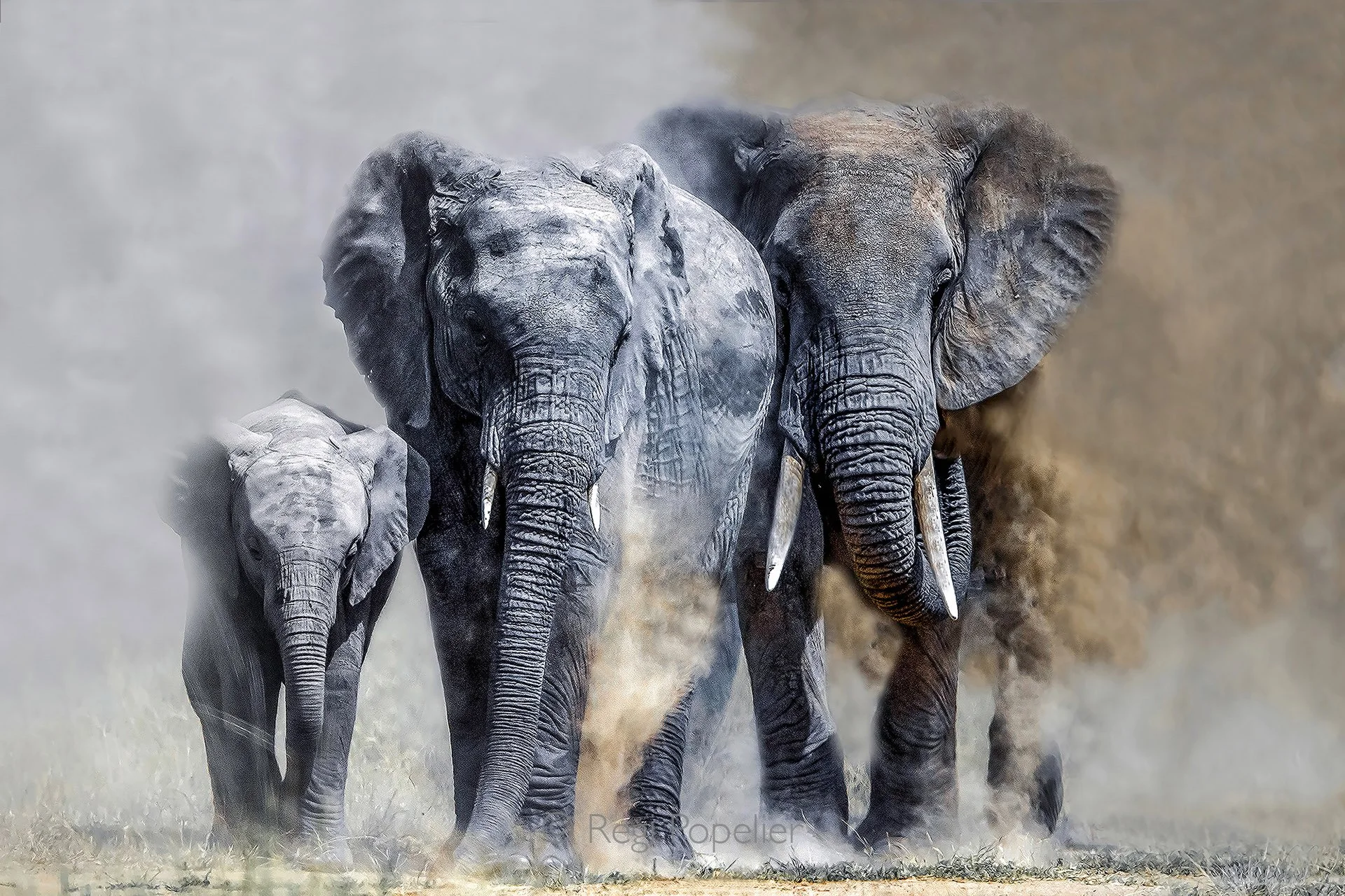 _98I2398  Dust 180 x 120 iris  kopiëren.jpg