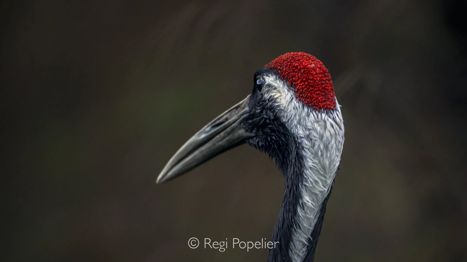 HOK013 - The red dot , symbolizes Japan 