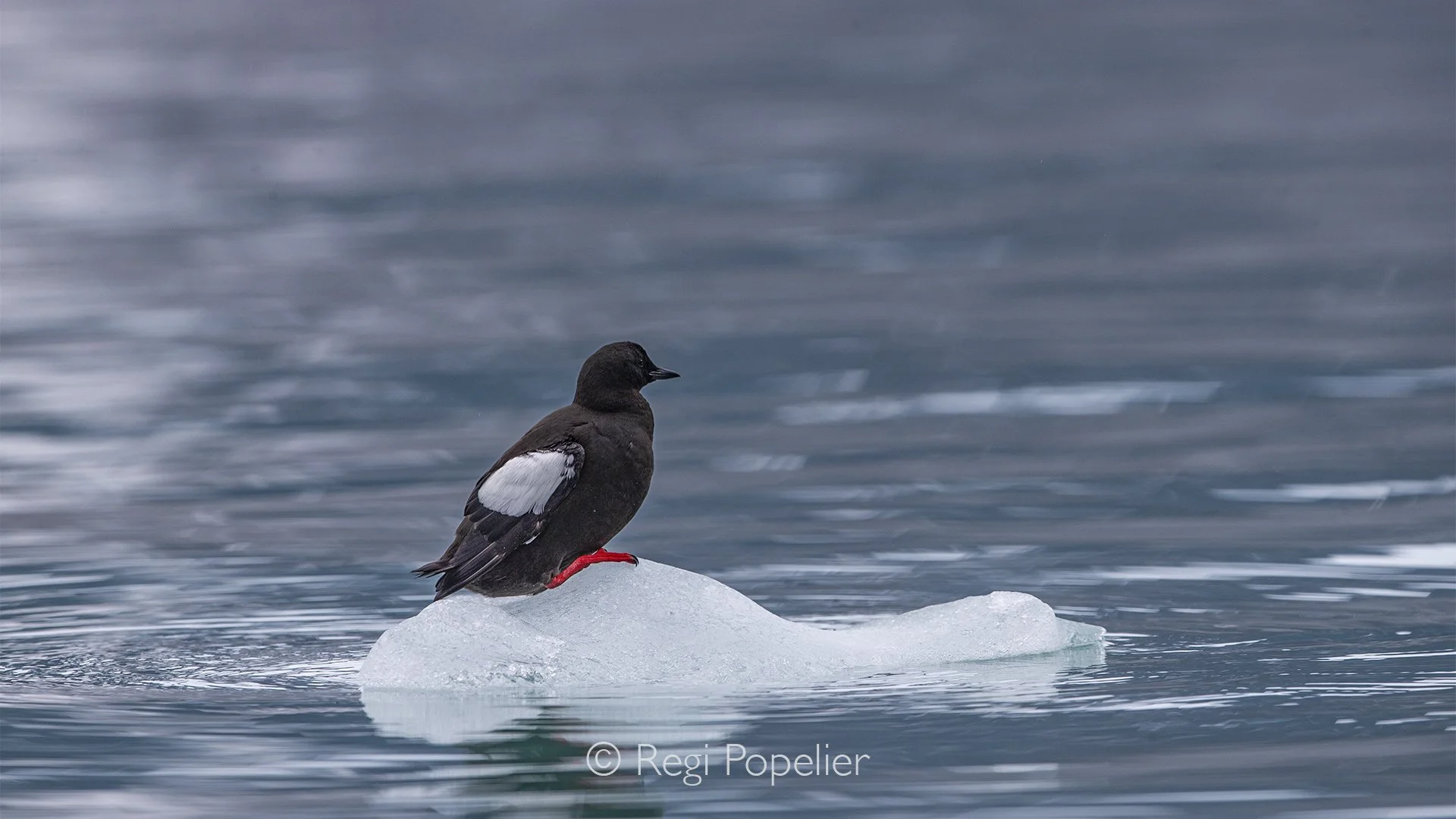 NPOLE057 - Black guillemot (also known as the tystie) on a small iceberg.