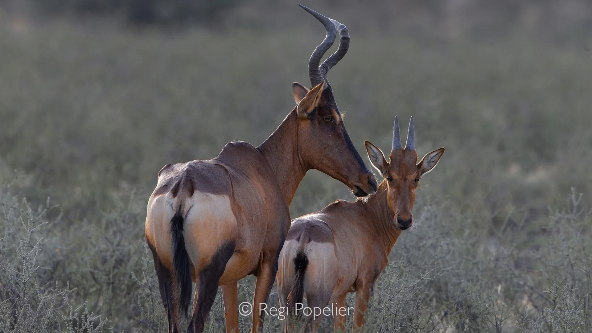 South Africa024 - Mother hartebeest with calf.