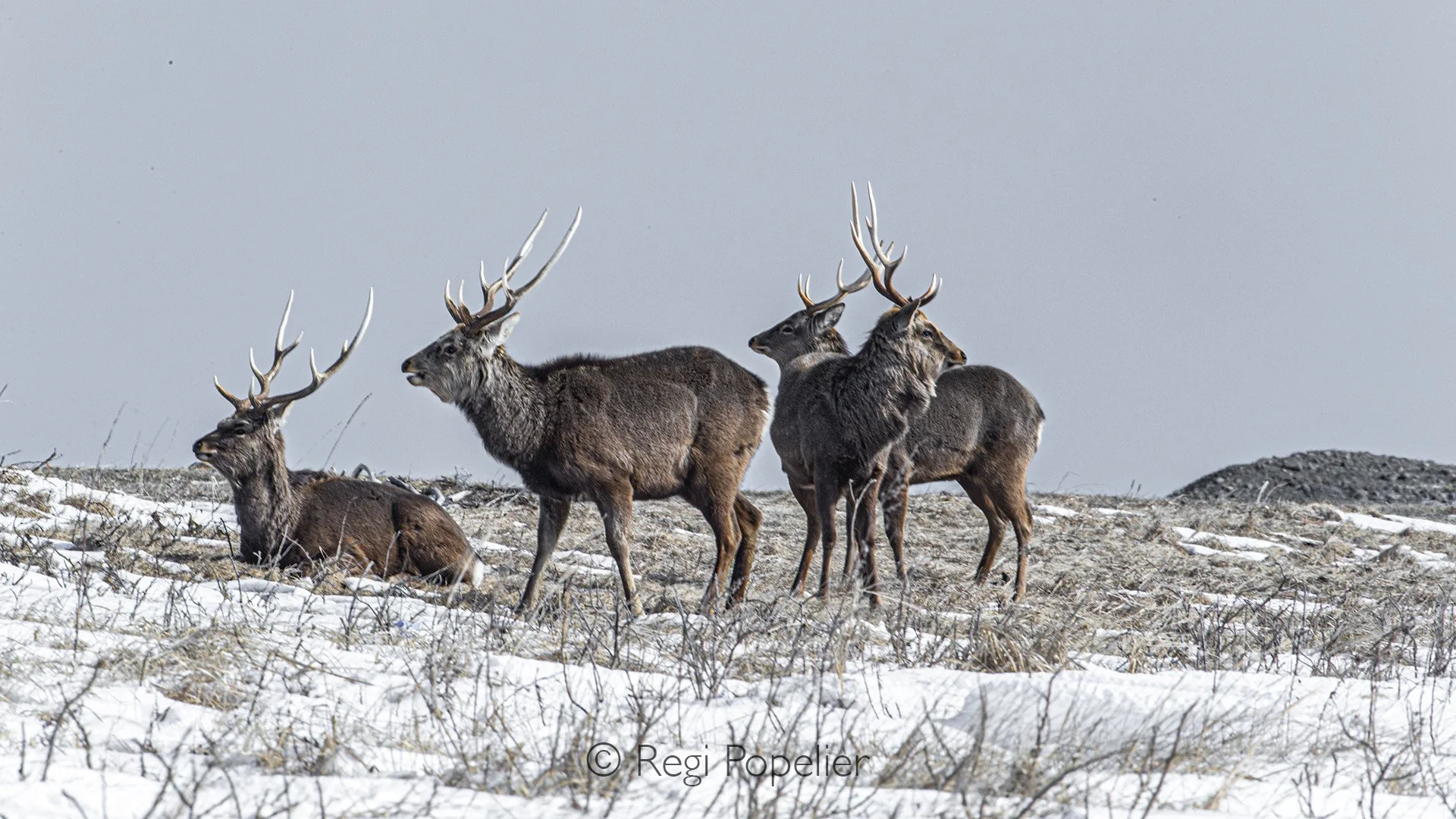 HOK035 - Adult Sika males stay away from the herds , here at the coastline at raus 