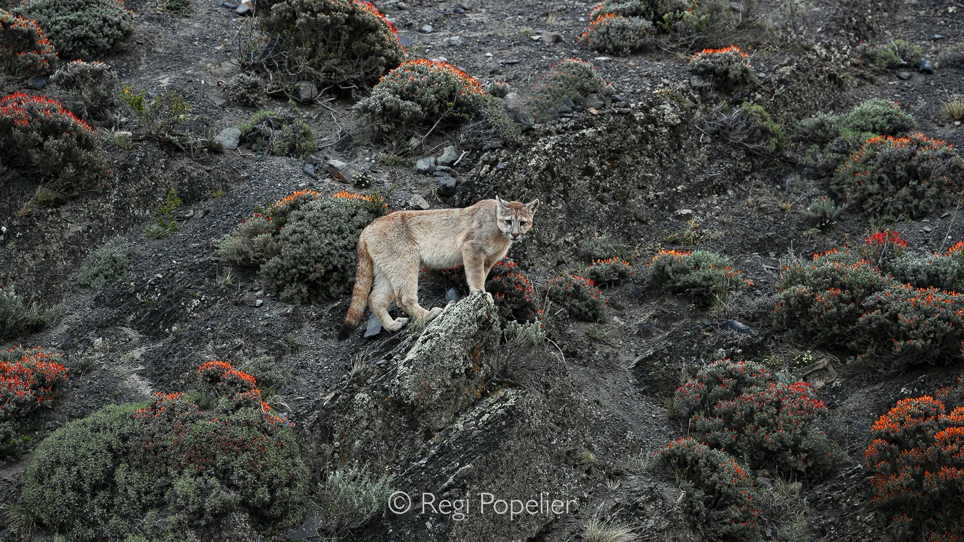 CHILI036 - Nice contrast 