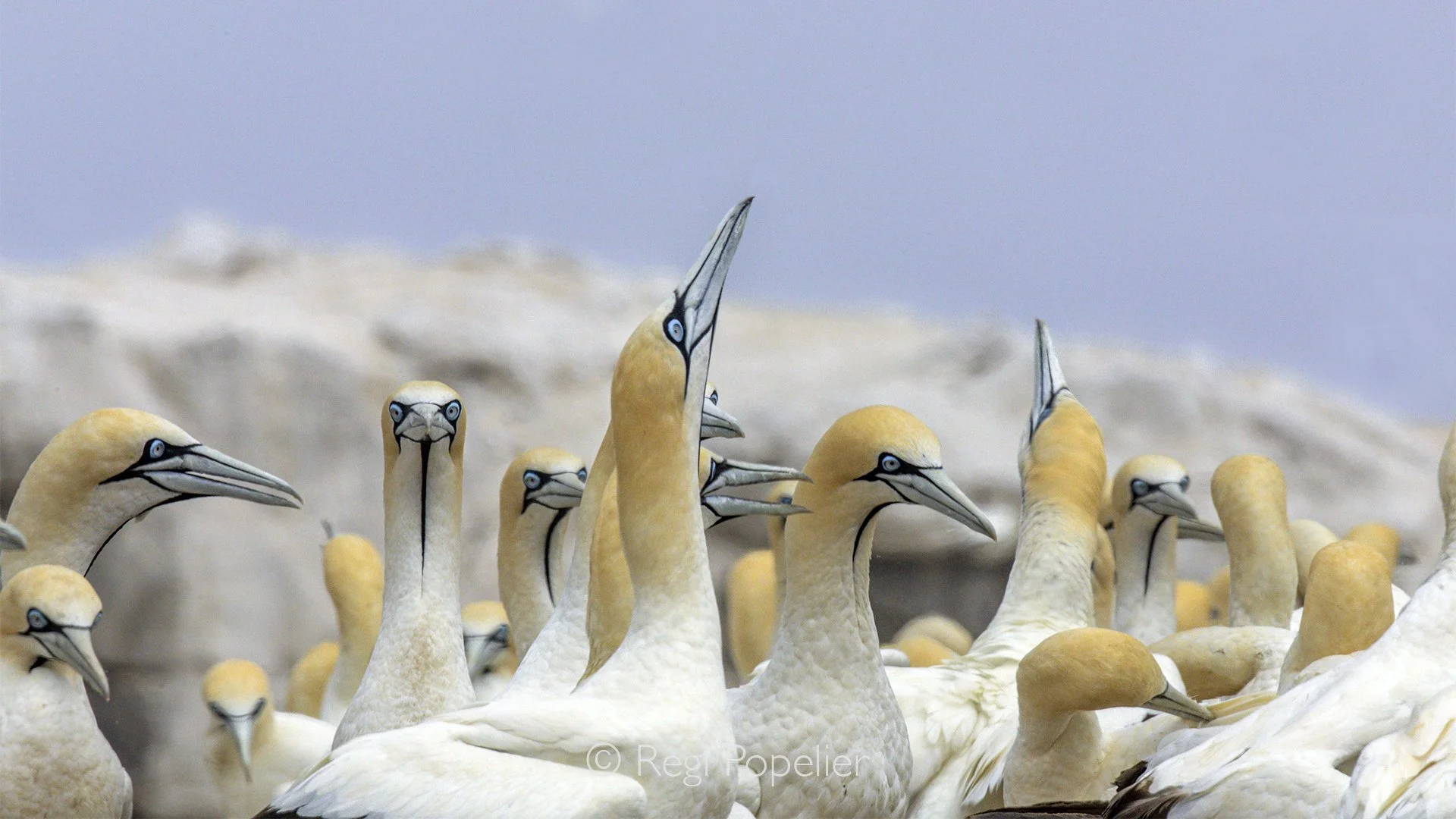 South Africa056 - Their bright white plumage and distinctive markings create a striking pattern of shapes and expressions, capturing the social character and beauty of life within a busy seabird colony.