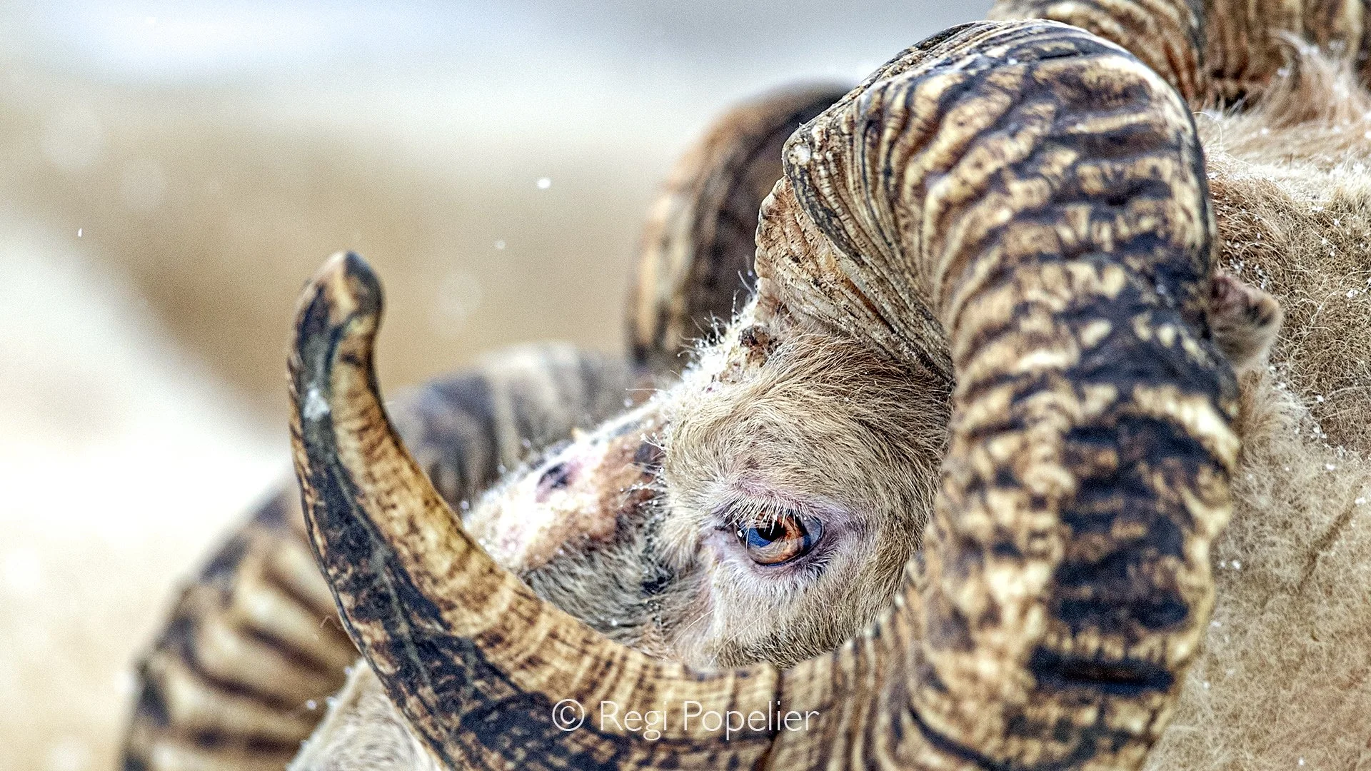 ICEL050 - The super horns of the Iceland sheep. 