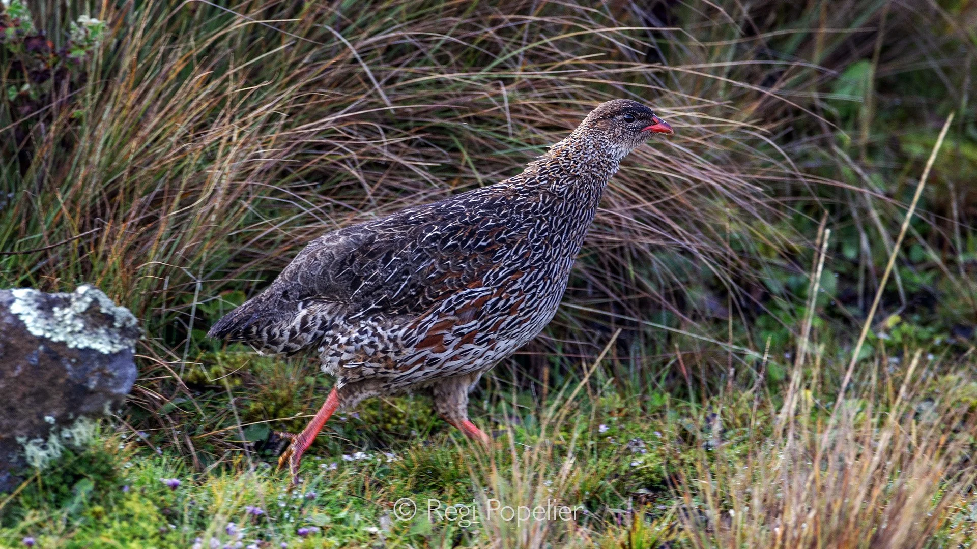 ETH023 - Harwood's Spurfowl. 
