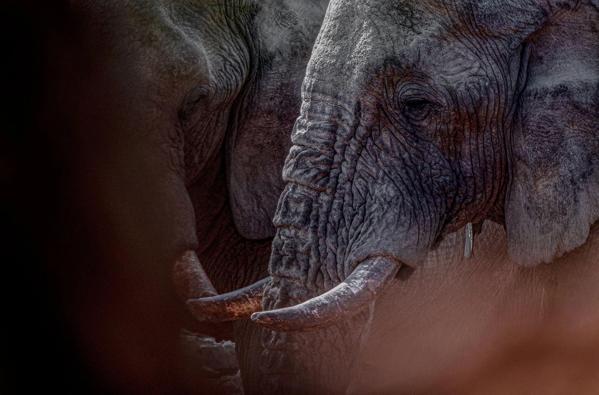 EL 005 Mature  BF5R1639  145x 95cm mat kopiëren.jpg