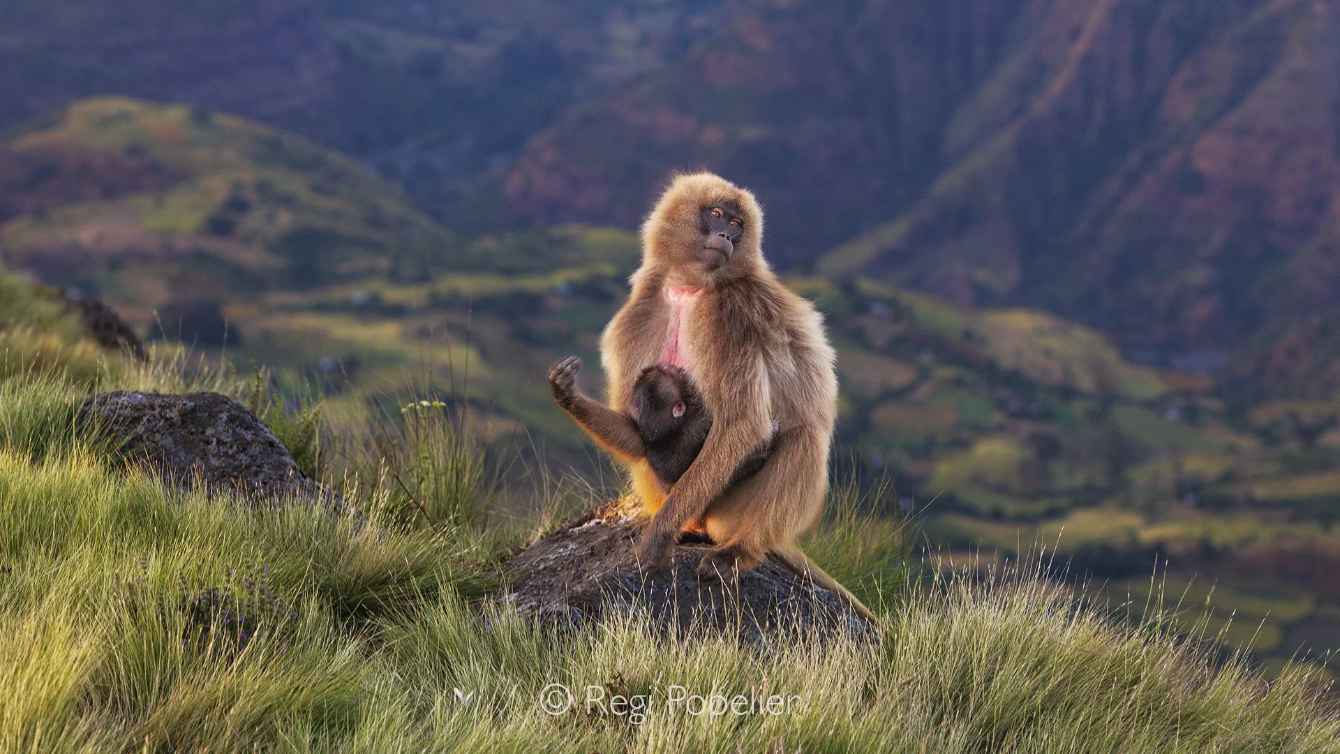 ETH075 -  isolated with her baby on the return to the rims of the mountains.