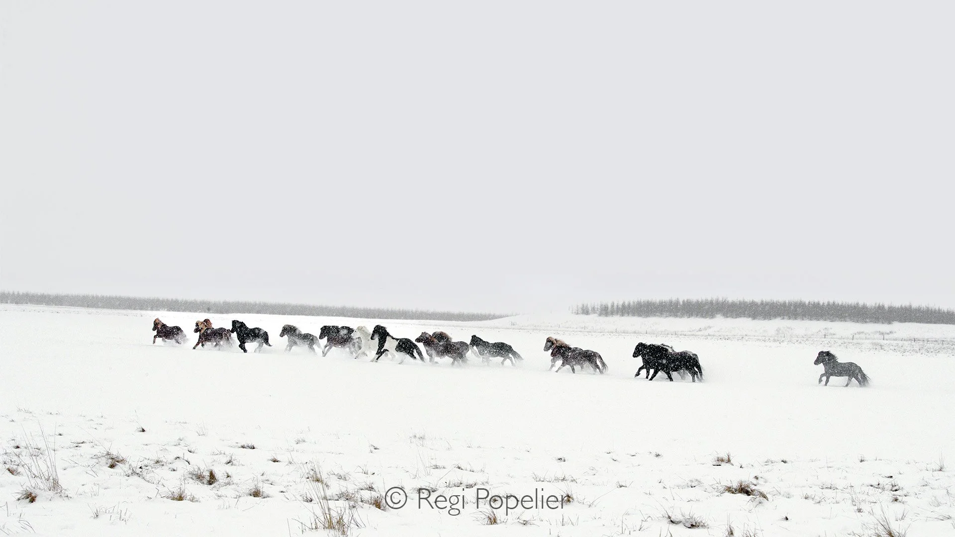 ICEL056 - Close to the horses, the cold disappears, leaving only the thrill of photographing a blur of color in motion.