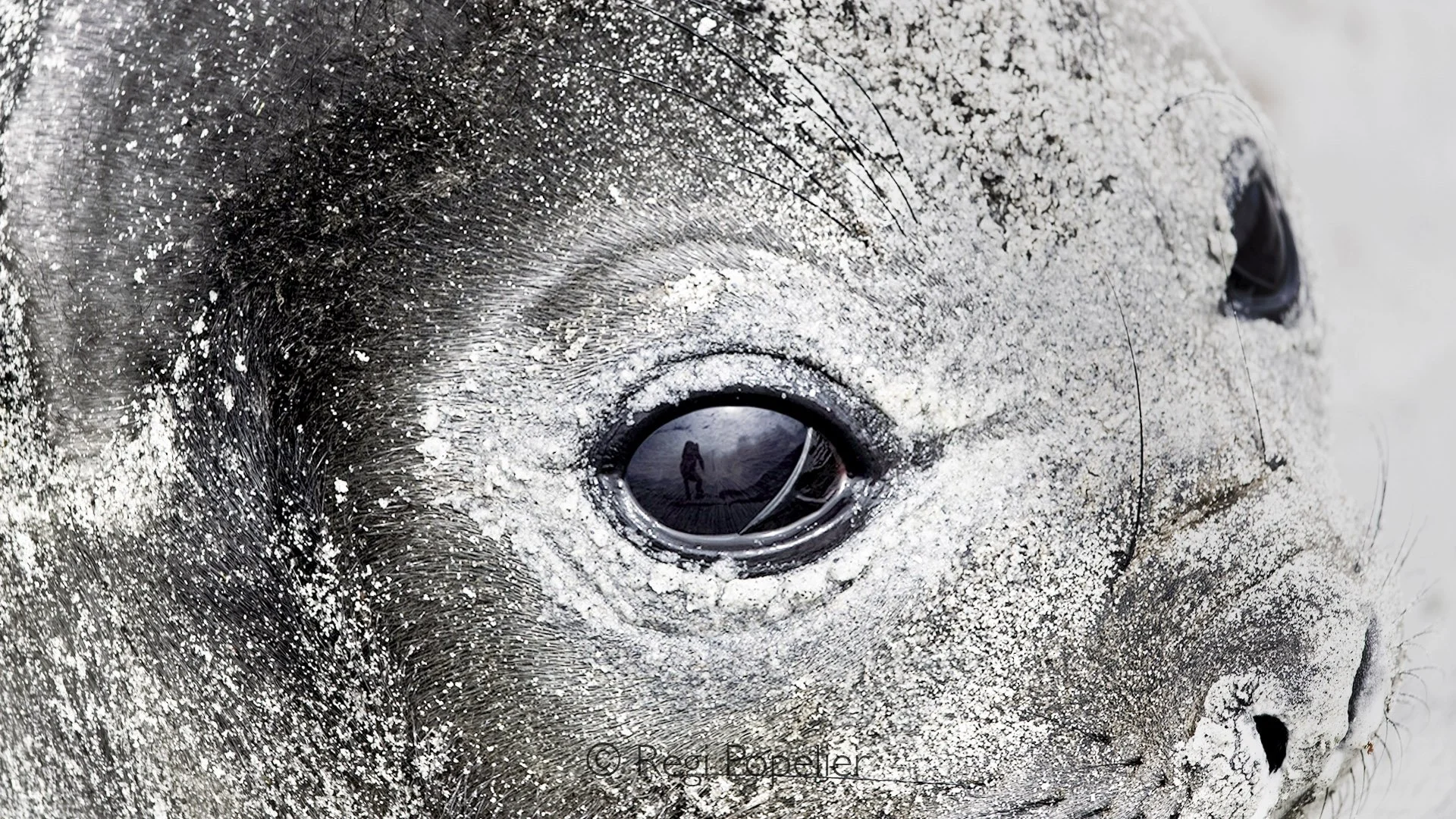 FAL018 - Meeting eyes: the reflection of myself in a young seal’s curious eye.