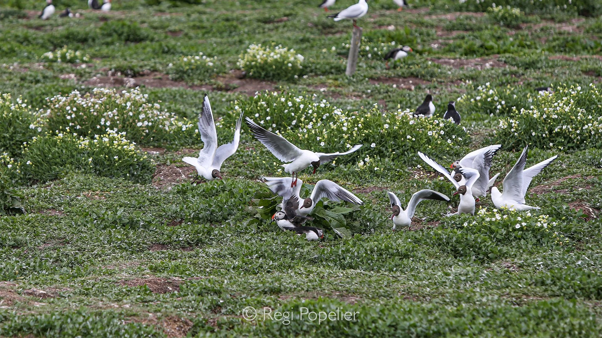 Scotland025 - Large gulls, such as the black-backed gull and herring gull, loiter aggressively around the puffin colonies. These clever birds rarely fish for themselves when they can simply exploit the hard work of the smaller puffins, using their sh