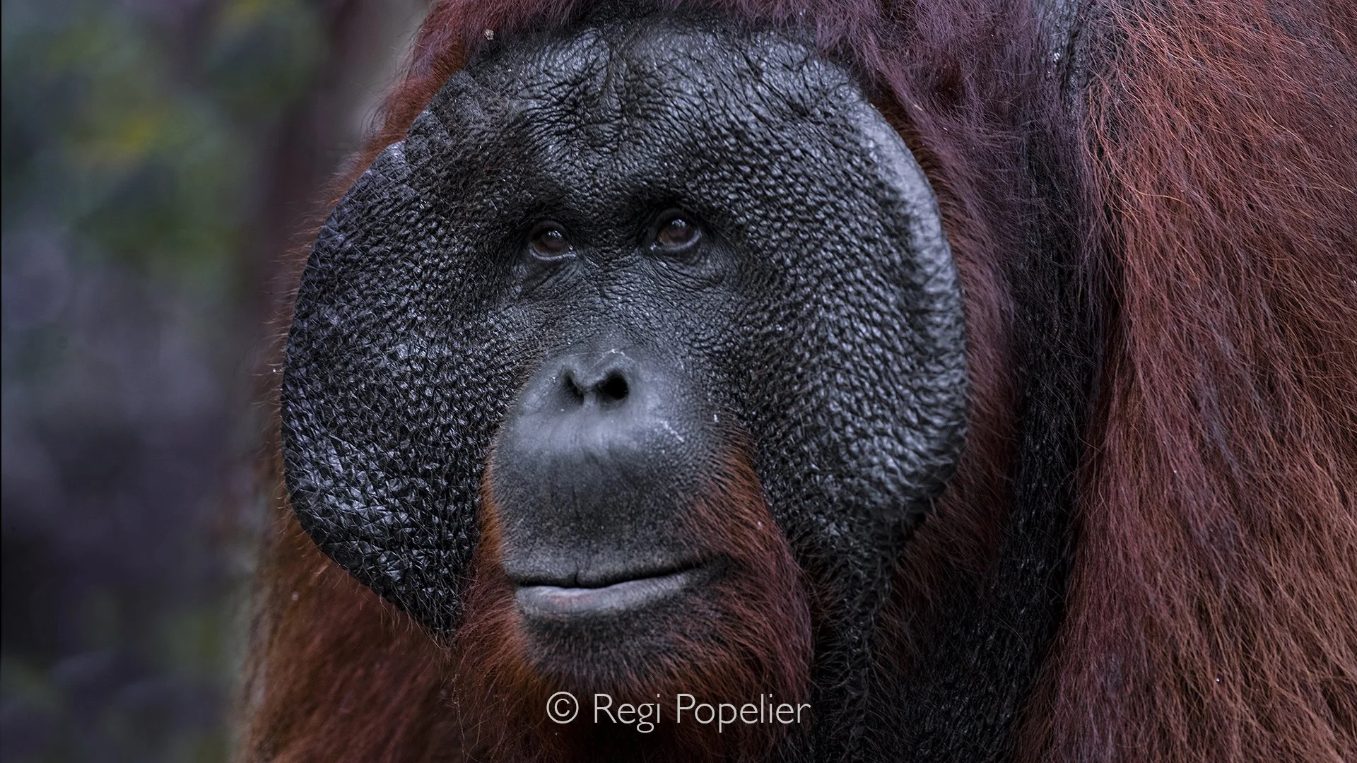 INDO017 -  The impressive face of a adult male. 