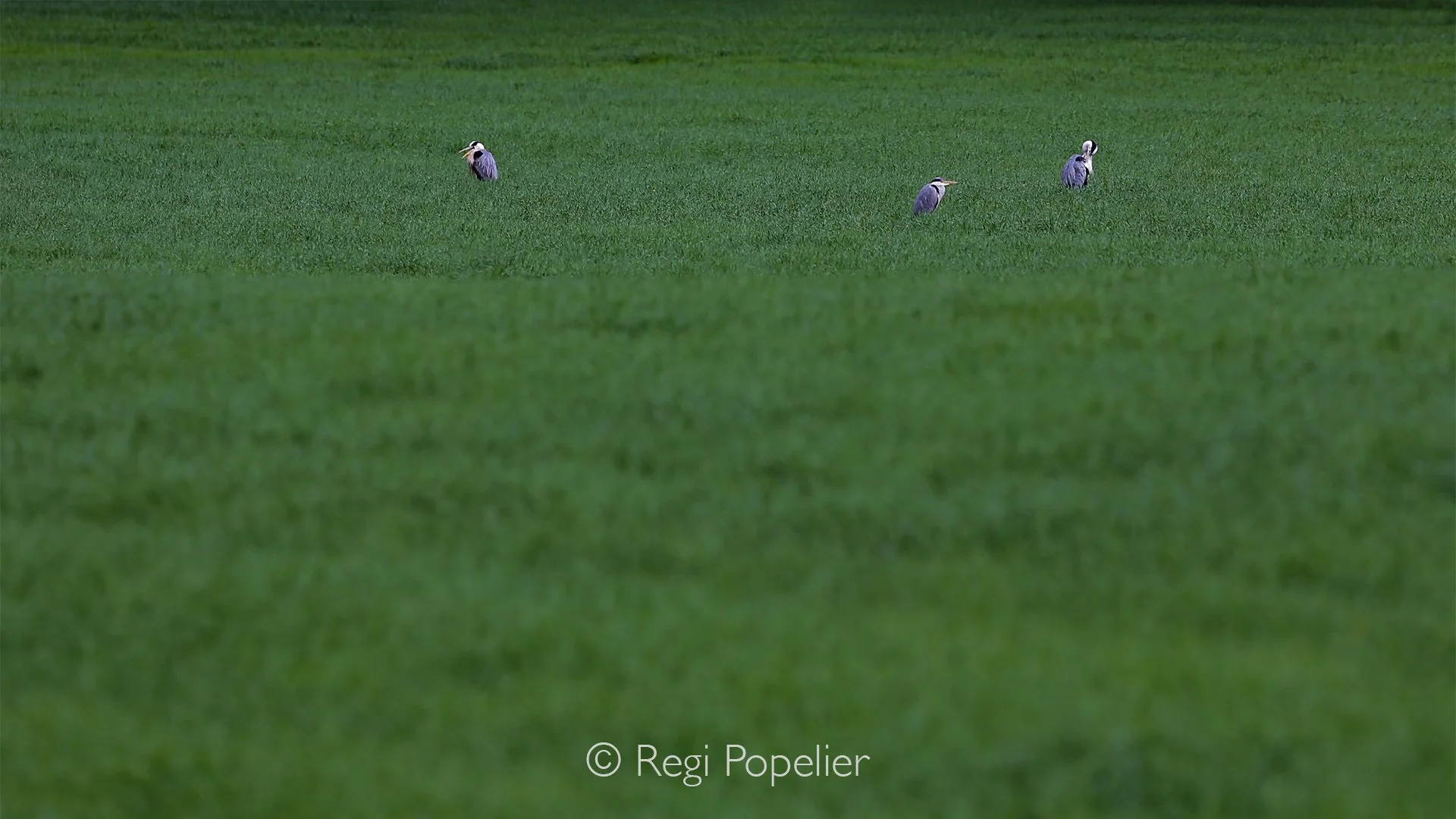Scotland046 -  Three herons stand quietly in the distant meadow, their elegant silhouettes rising above the soft grass. A peaceful moment of stillness, where wildlife and landscape merge into a simple, harmonious scene.