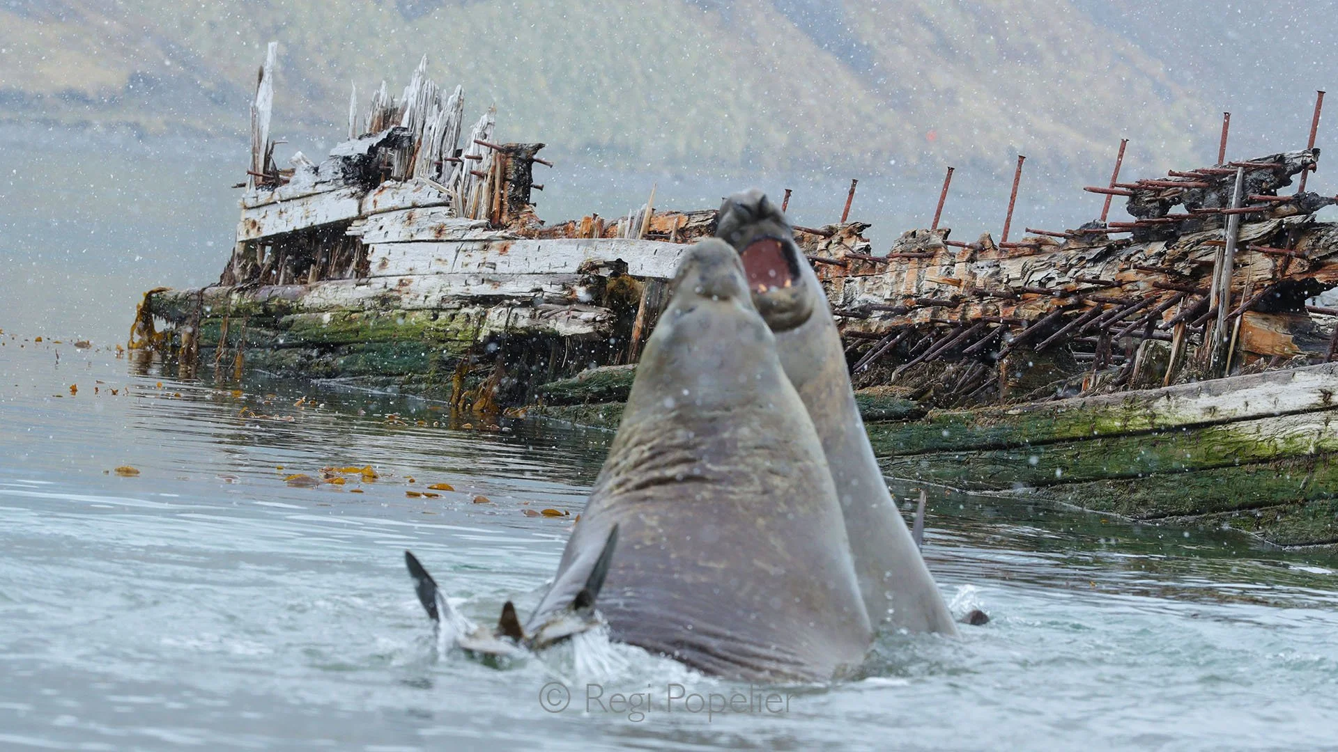 ANT002 - Sea elephants clash in front of a shipwreck on South Georgia, raw power and the wild spirit of the sub Antarctic.