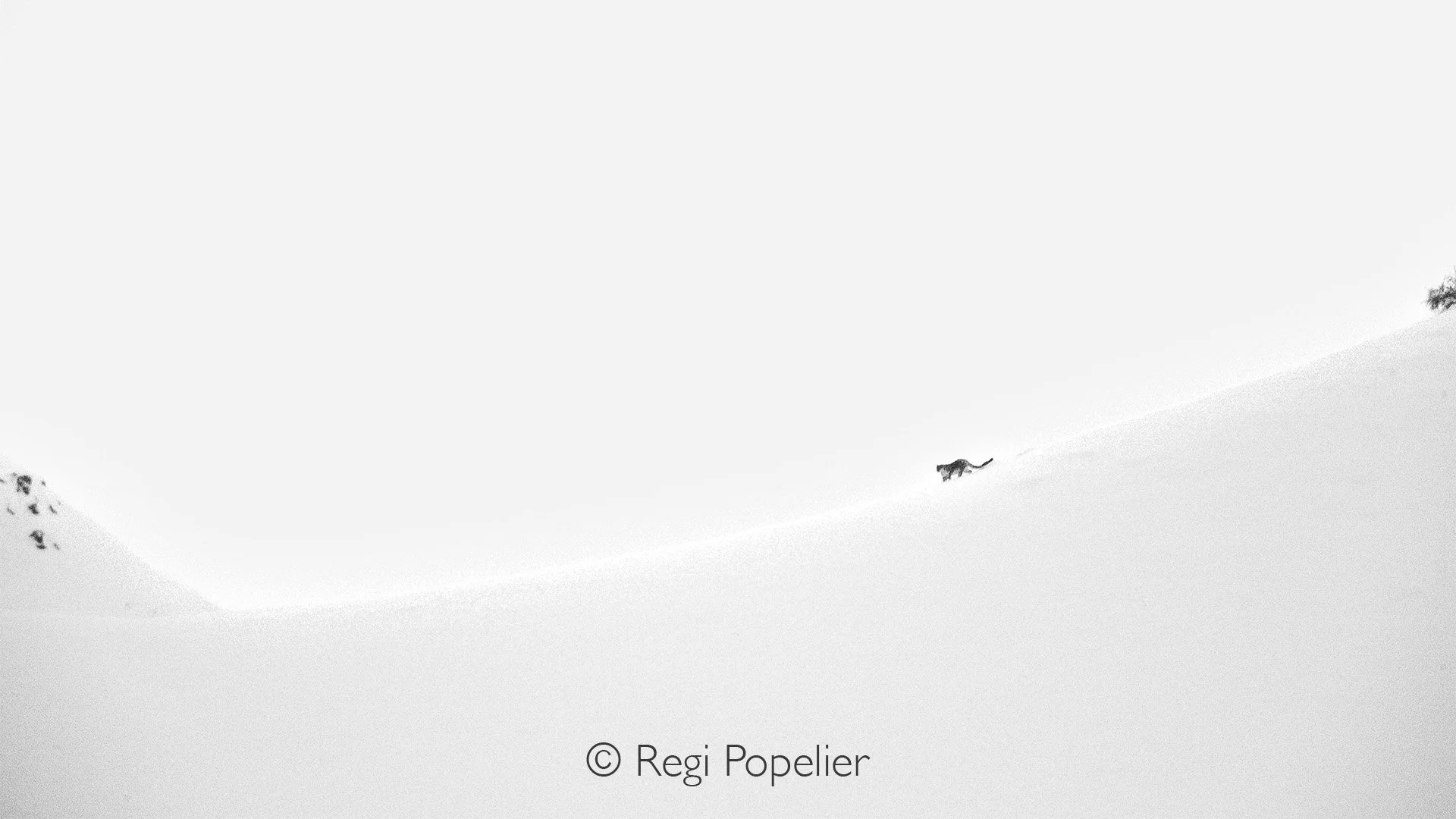 HIMA035 -Snow leopard,  nature and me , what else more could we ask 