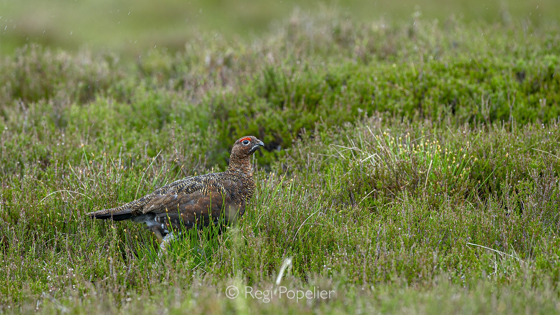 Scotland072  - Surrounded by soft colours and rugged vegetation, the red grouse blends beautifully into its natural Scottish environment.
