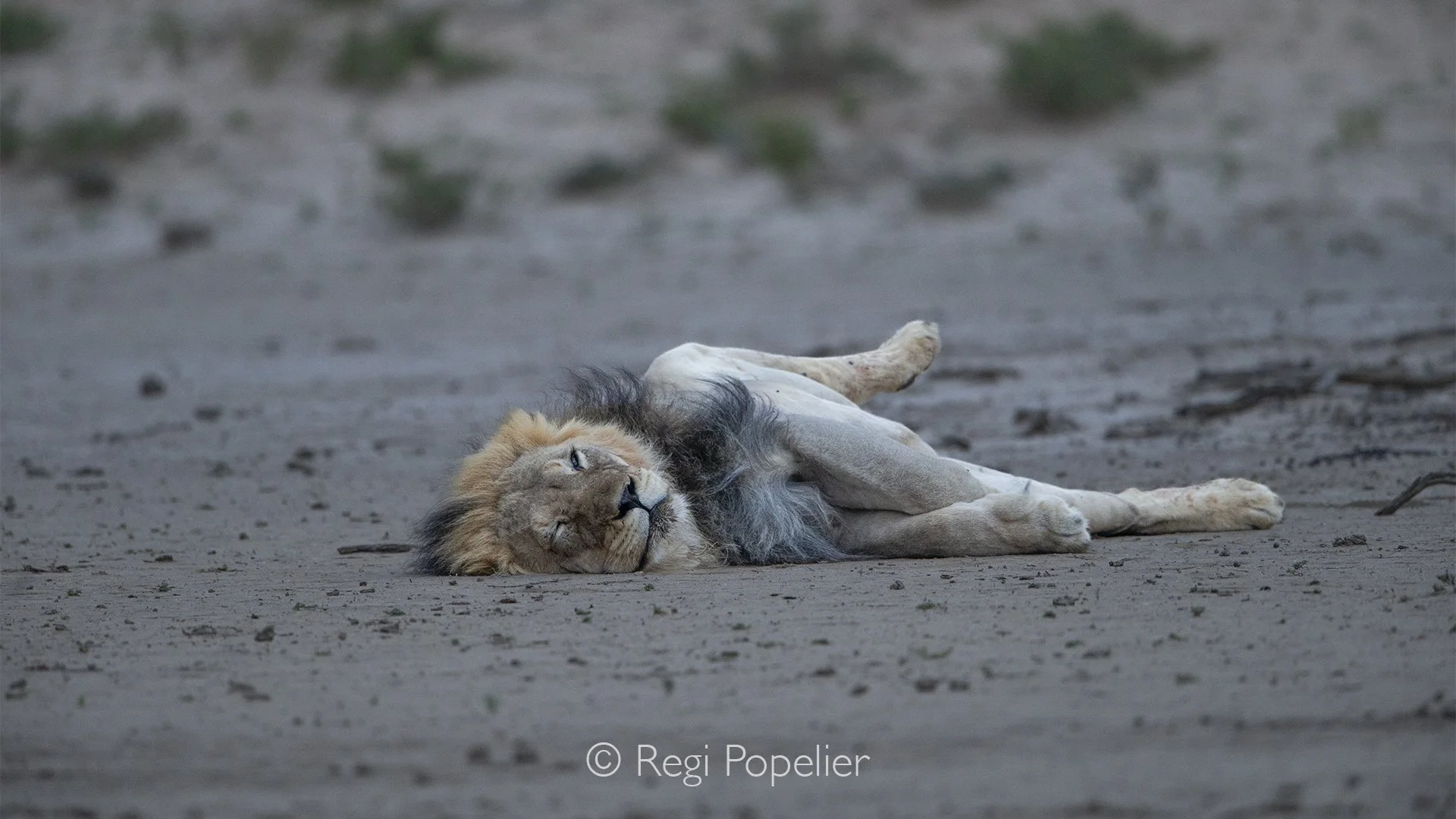 South Africa037 - A magnificent male lion lies calmly on his side, his powerful gaze fixed directly upon me. In that quiet moment, there is no aggression,  only an intense awareness between predator and photographer, a fleeting encounter with the raw
