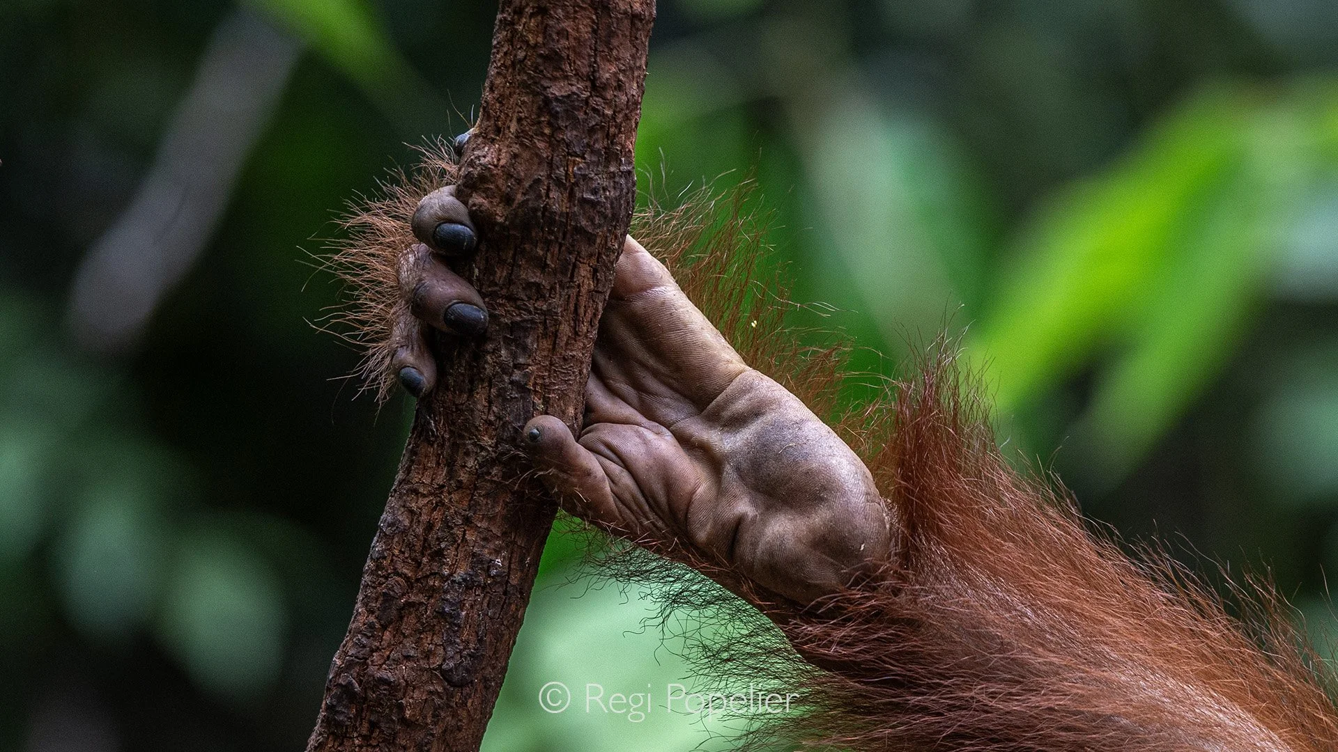 INDO019 - The hand of this orangutan feels like a desperate plea, a final, fragile grip on a world that’s vanishing, as forests fall and their home is ripped away